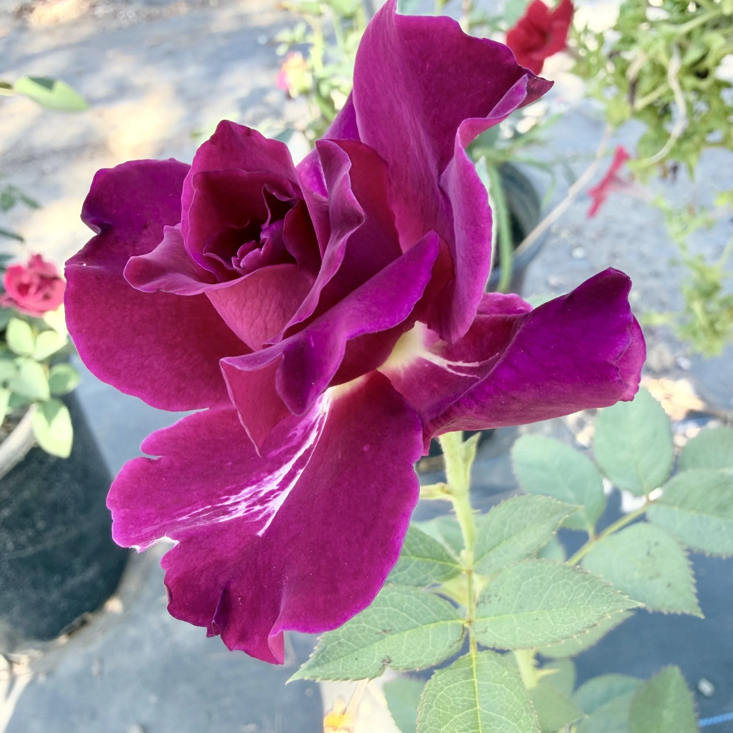 IMG_8107.jpeg