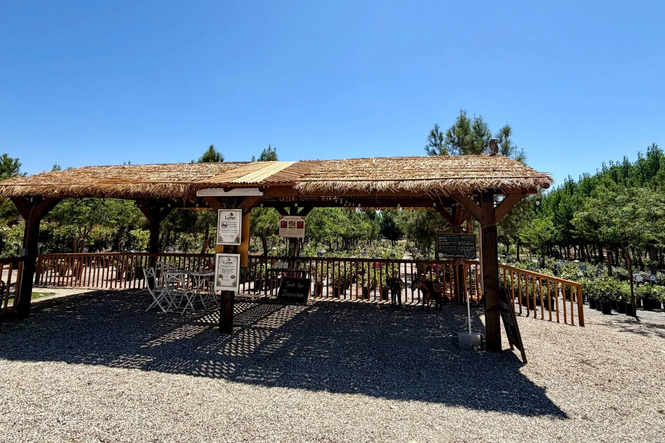 A rustic outdoor seating area with a thatched roof, surrounded by trees and weeping willow branches, under a clear blue sky.