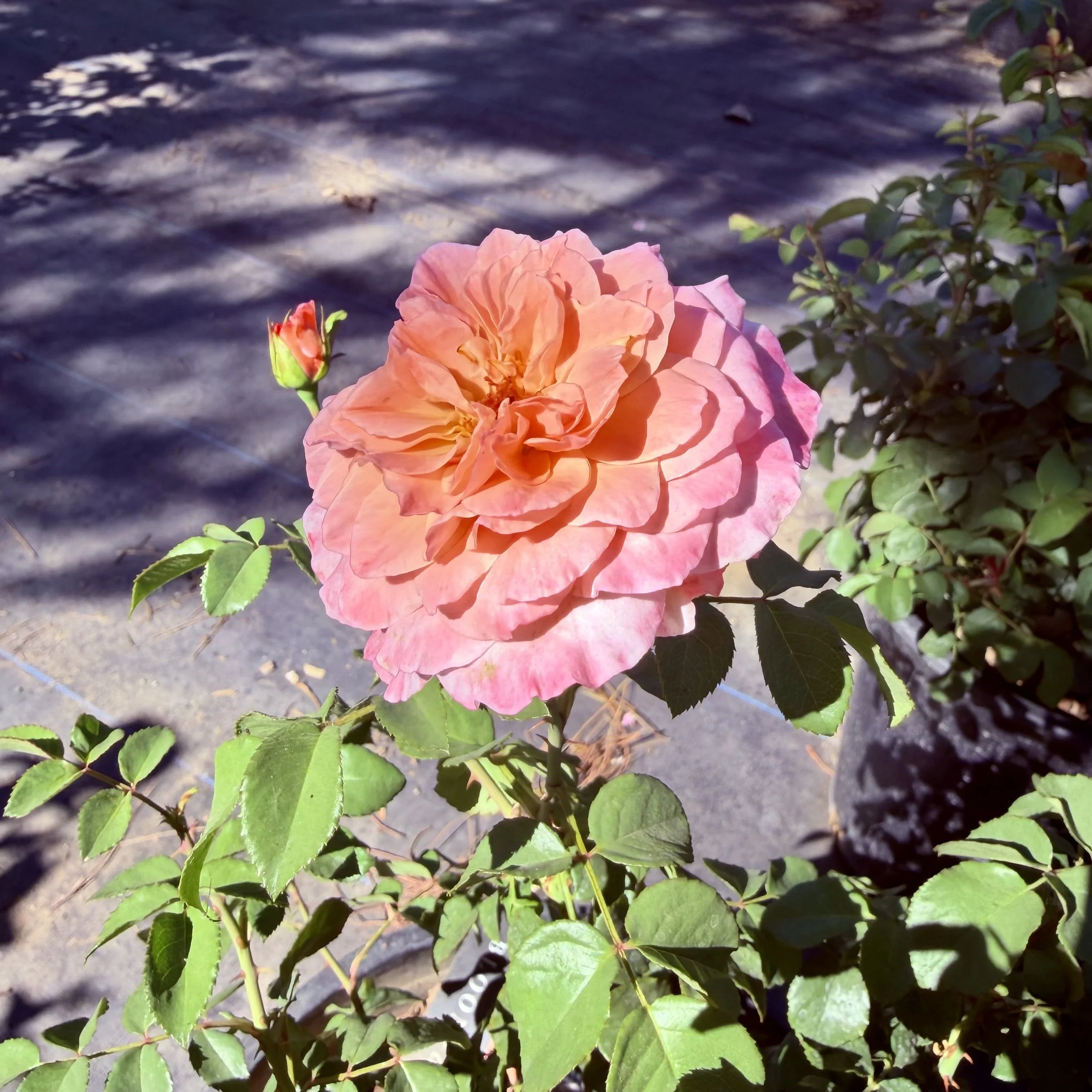 IMG_8120.jpeg