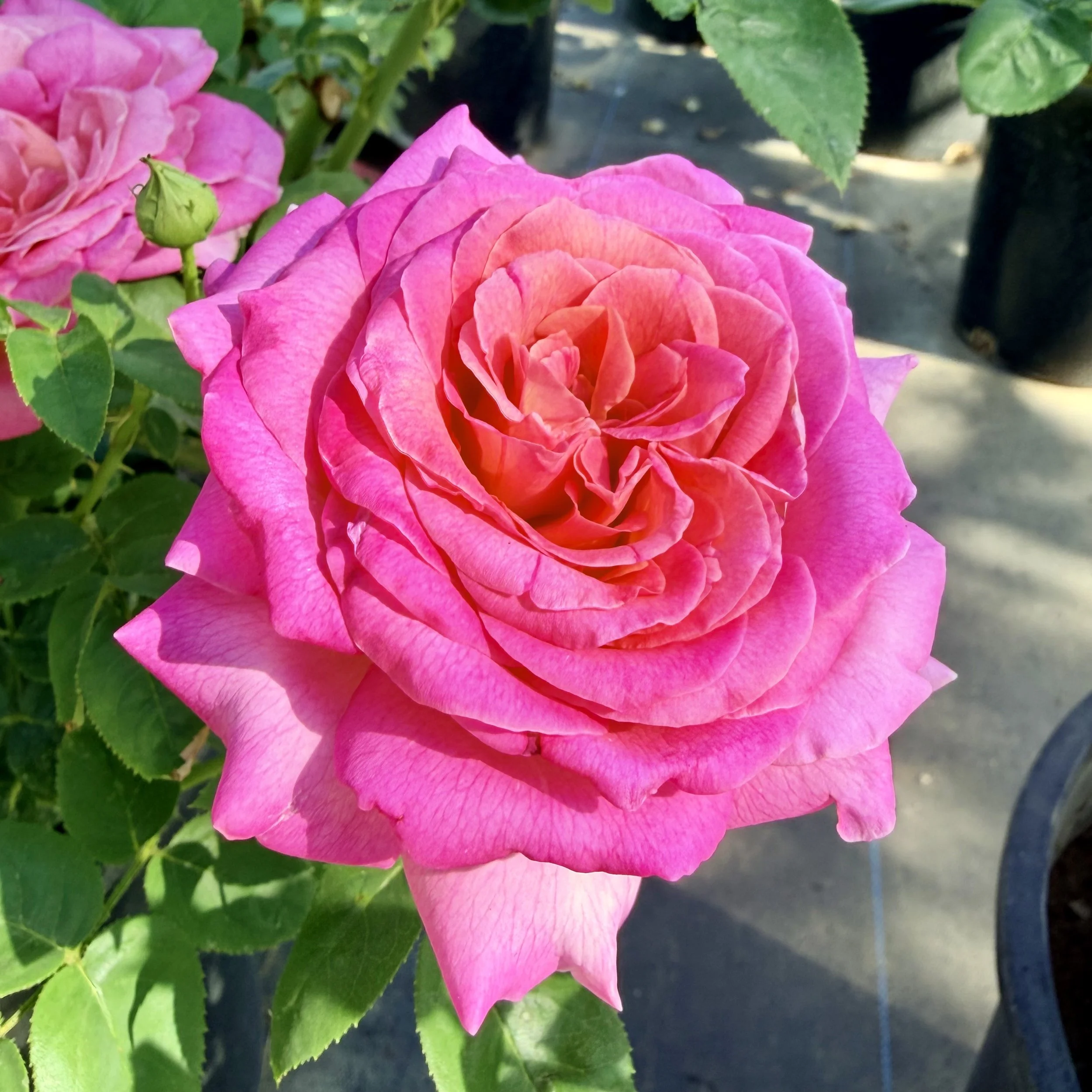 IMG_8084.jpeg