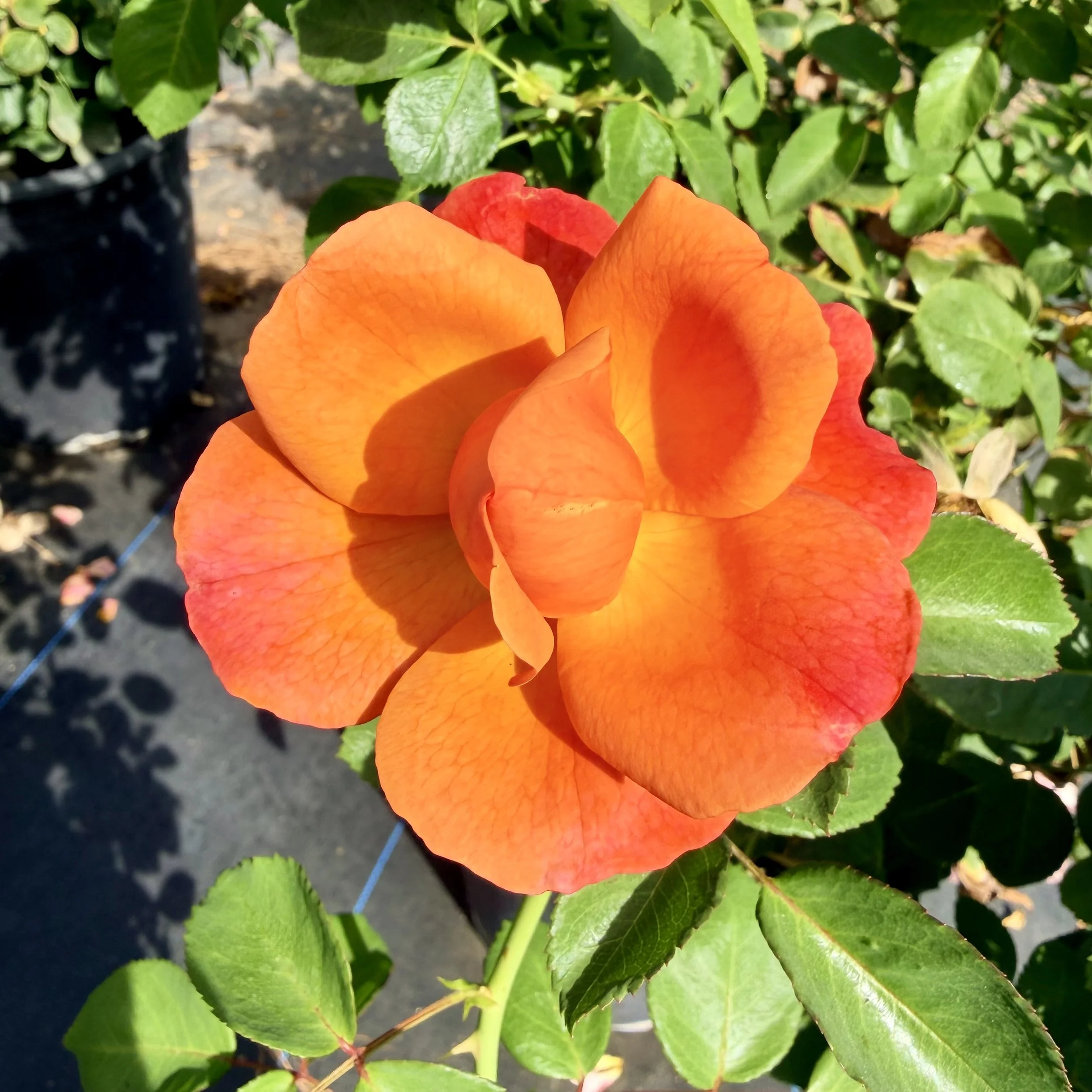 IMG_8575.jpeg