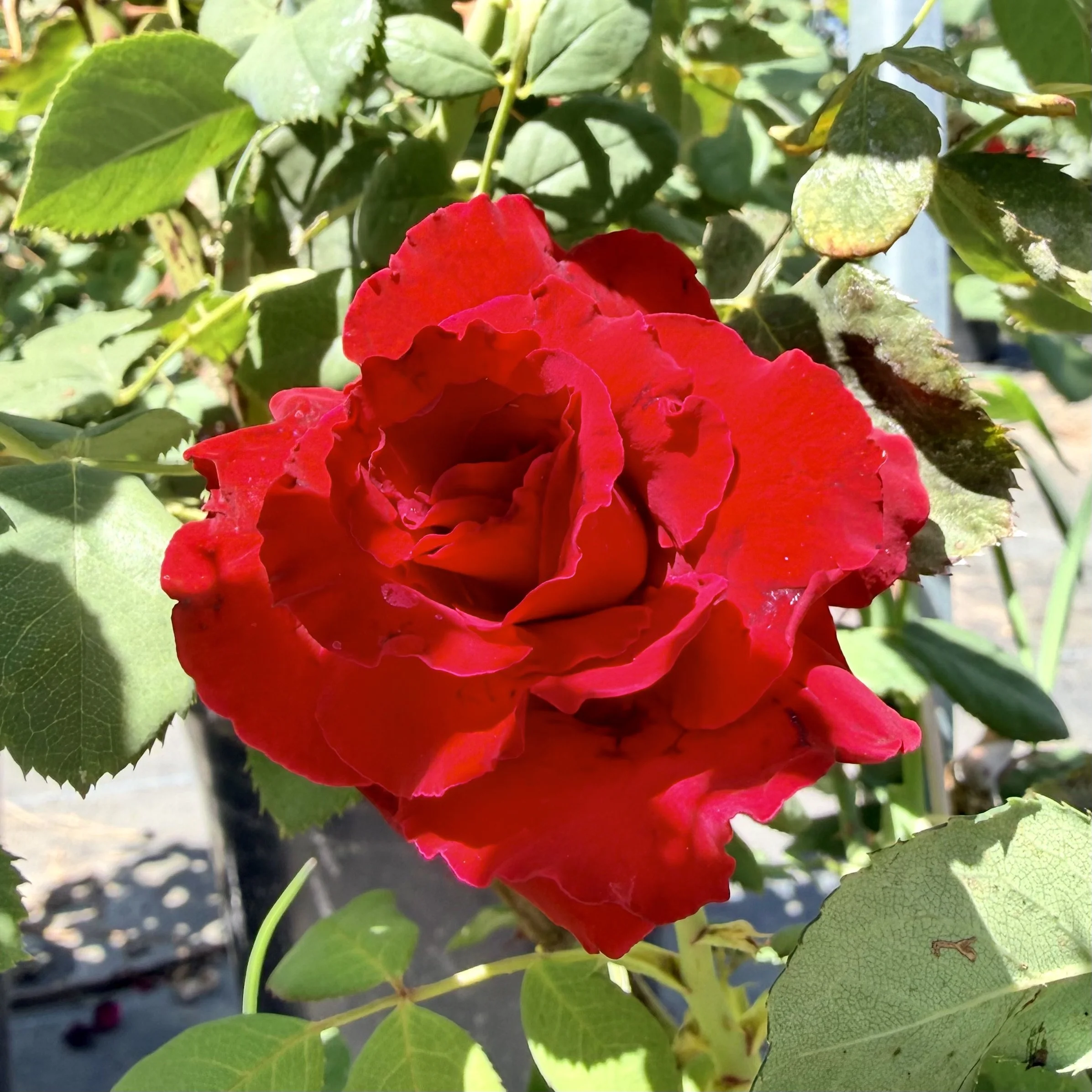 IMG_8009.jpeg