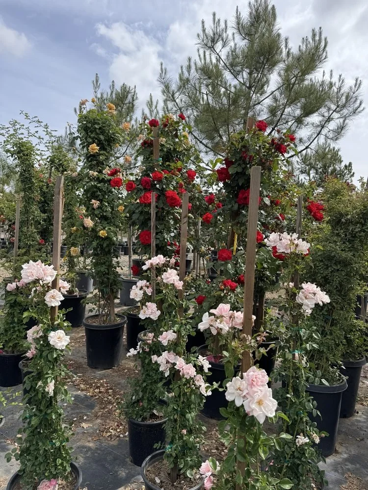 Flowers in pots, including red, white, and pink blooms, outdoors in a garden center or nursery, with trees and cloudy sky in the background.