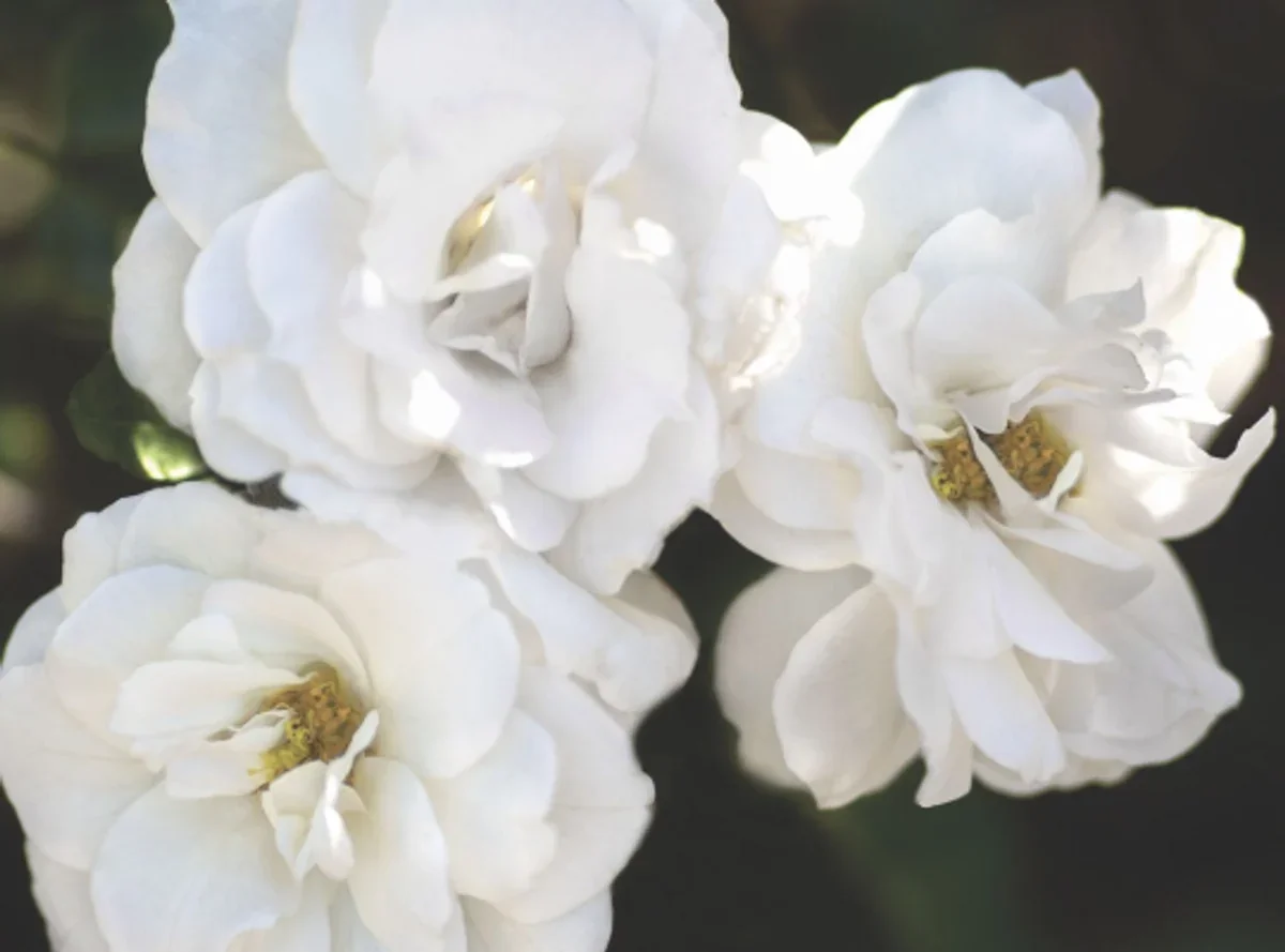 White Veranda®