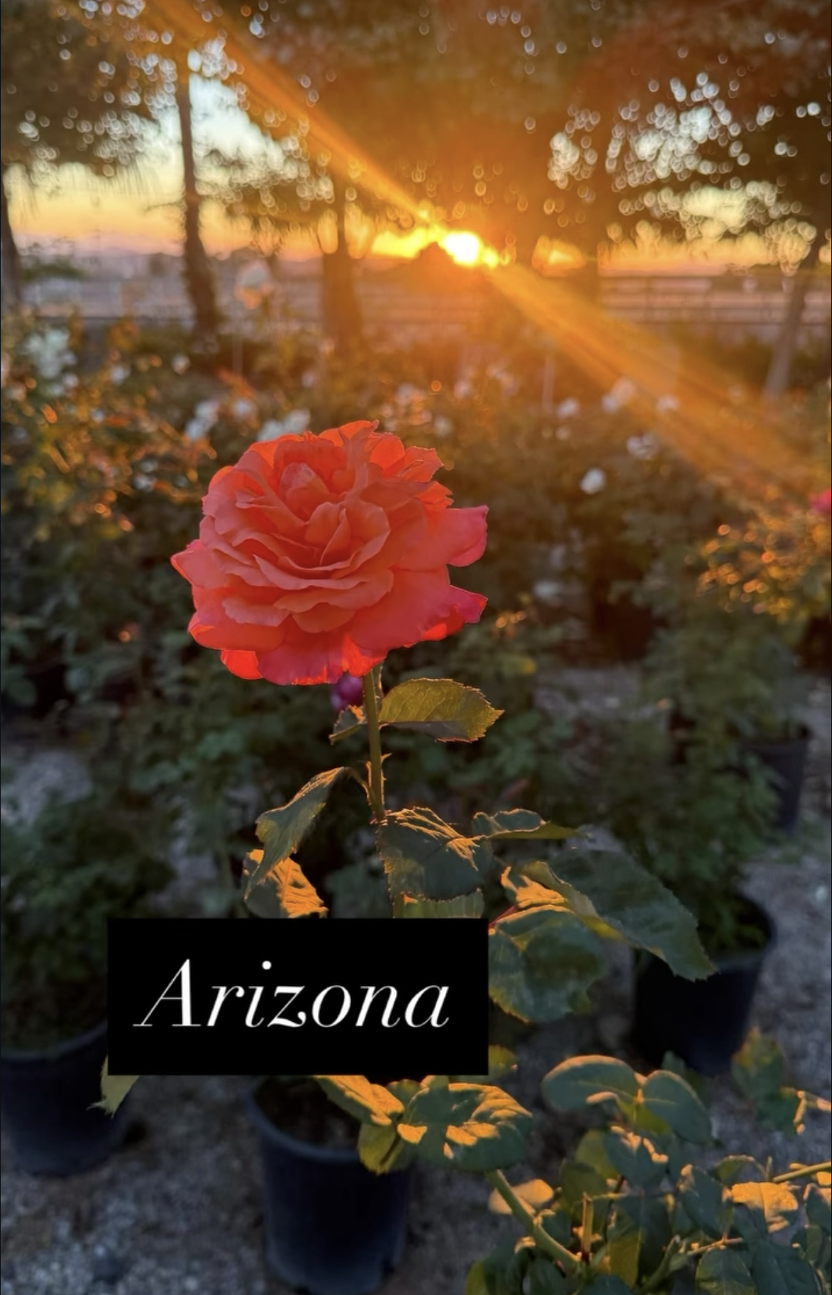 Pink rose in front of a sunset with trees and potted plants in the background, with a black label reading "Arizona."