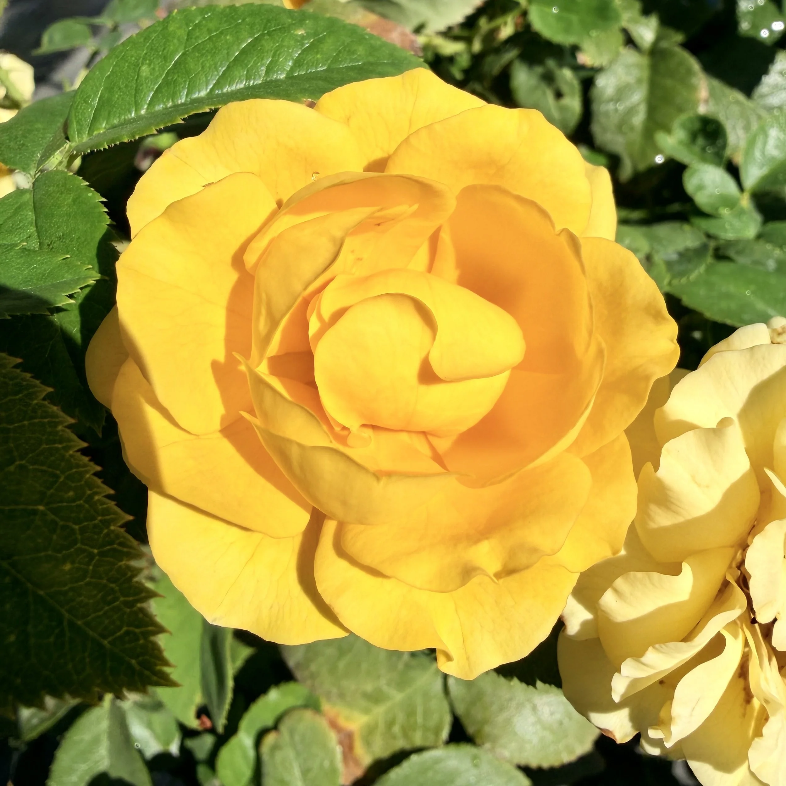 IMG_8380.jpeg