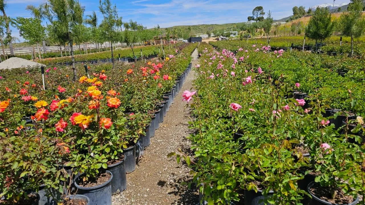A nursery with rows of potted pink and multicolored flowering plants under a blue sky.