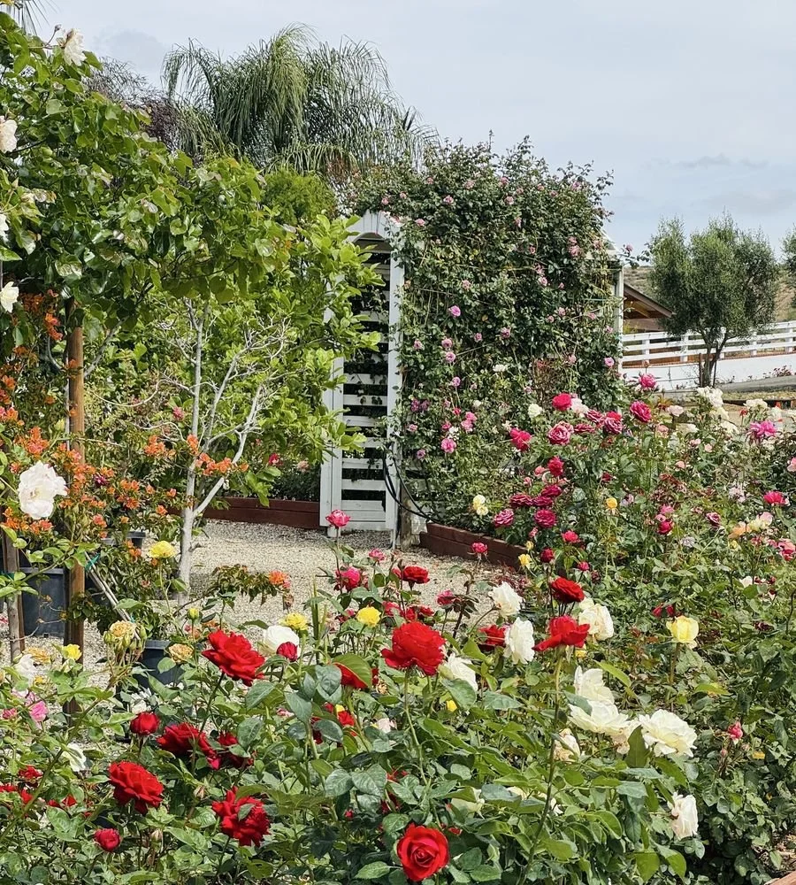A lush garden filled with blooming roses in various colors such as red, white, pink, and yellow, with a backdrop of trees and a white trellis covered in climbing roses.