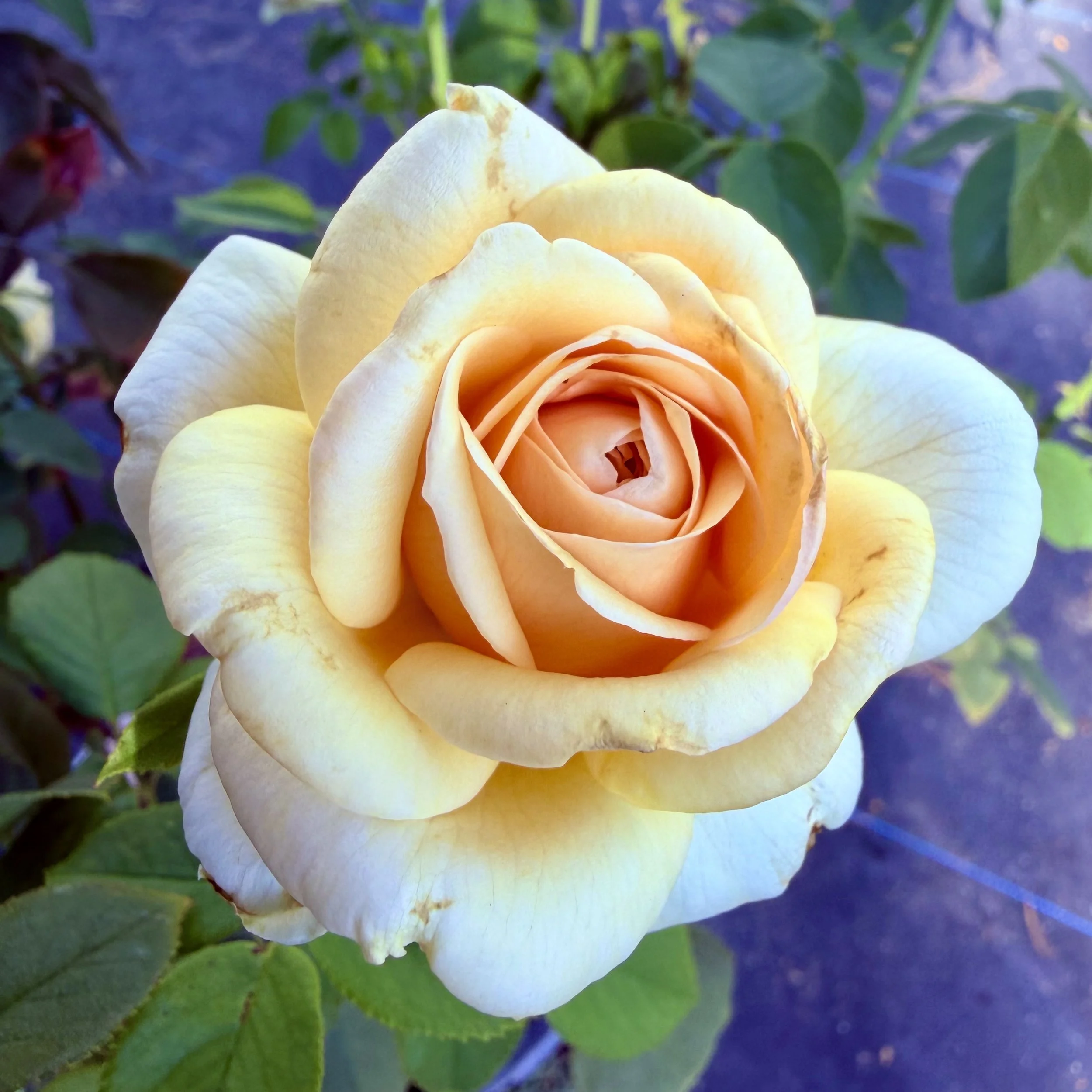 A close-up of a yellow rose in bloom with green leaves in the background.