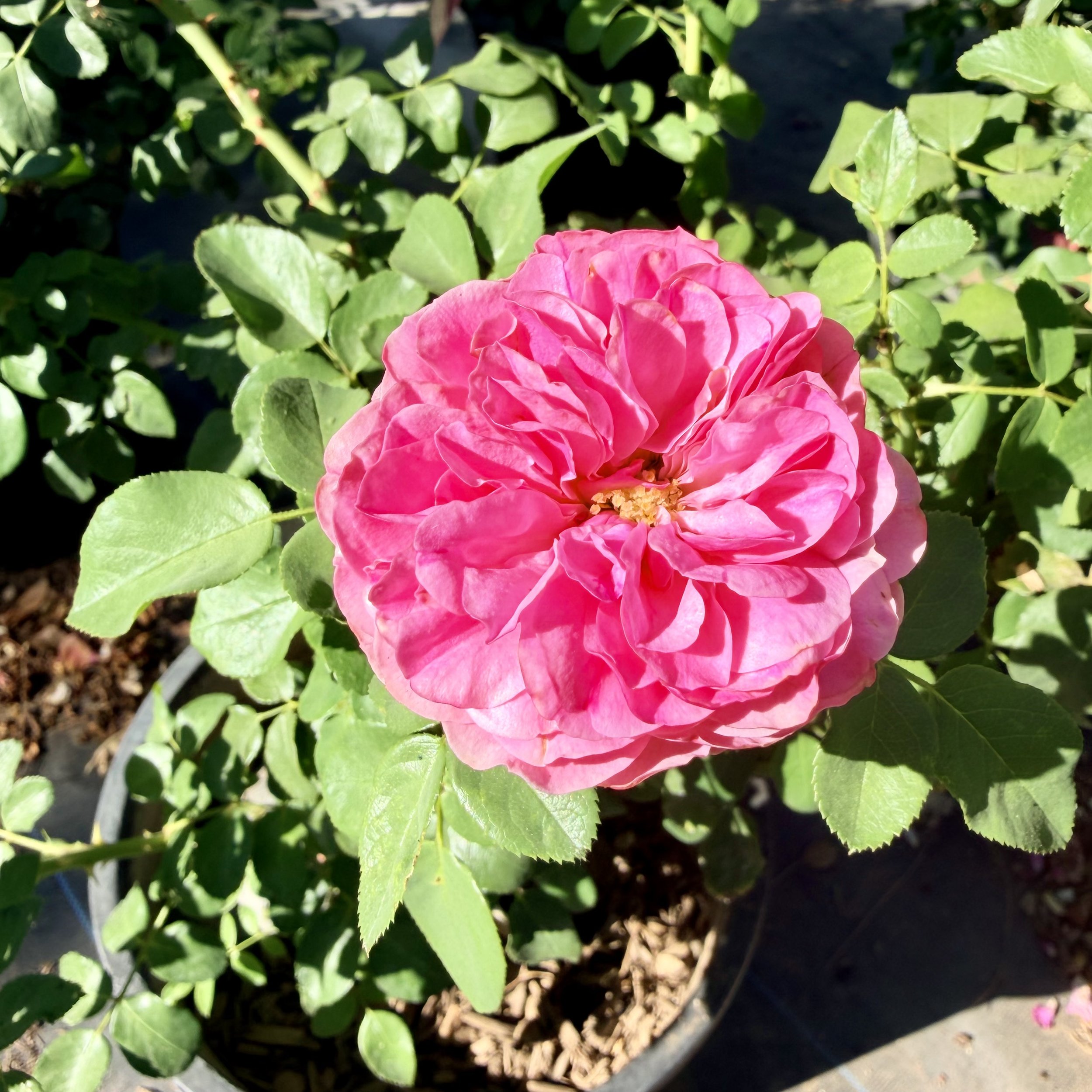 A pink rose in full bloom among green leaves in a garden.