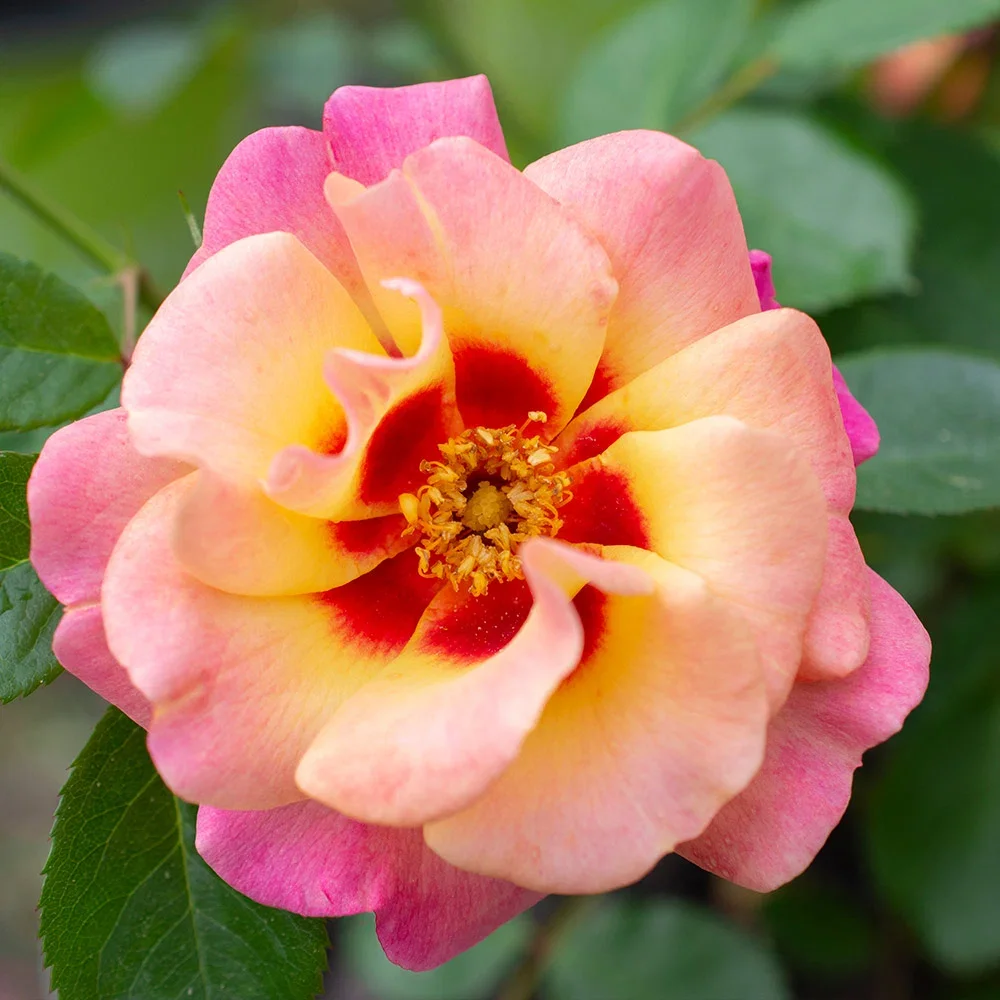 Eyeconic® Mango Lemonade Rose
