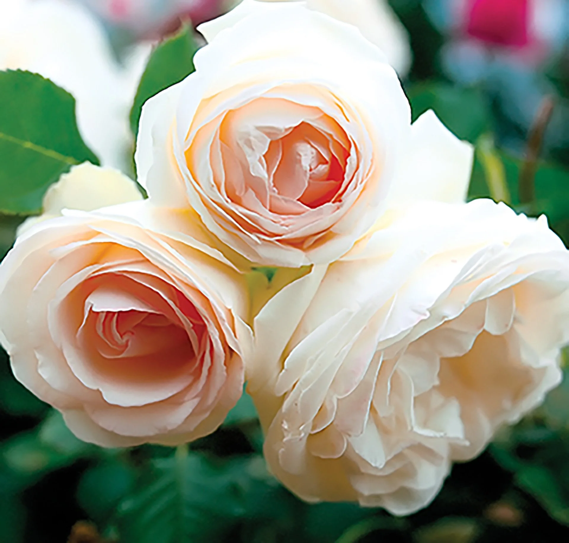 Eden Climber® White