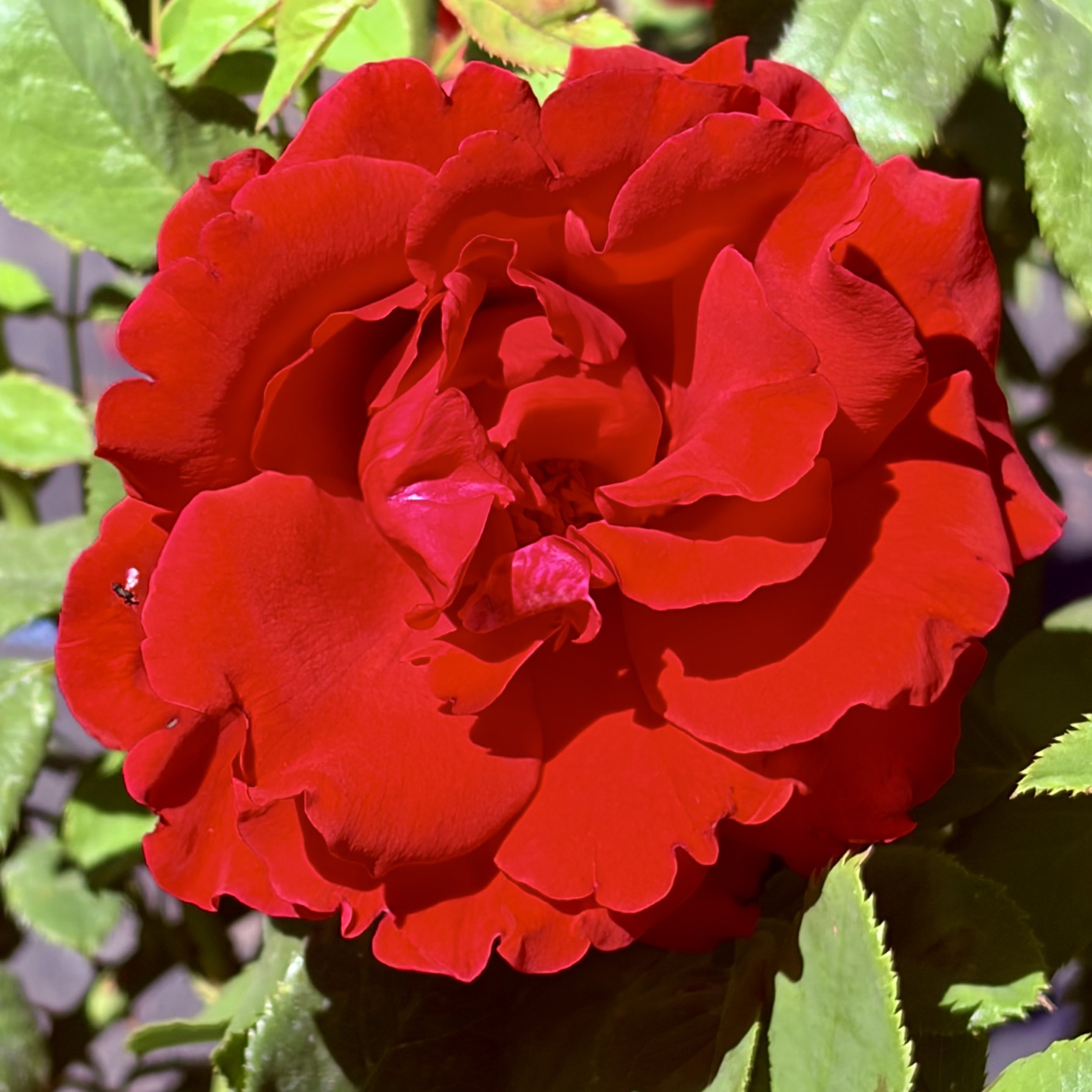 IMG_8027.jpeg