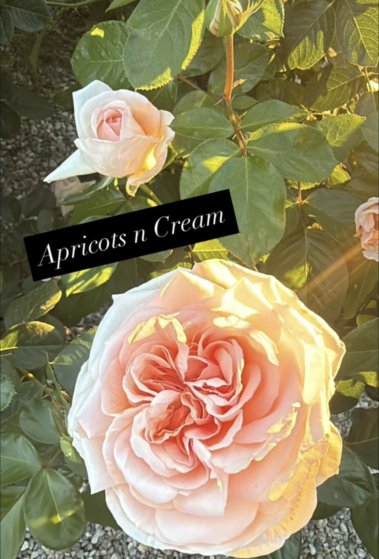 Close-up of a peach-colored rose with green leaves and sunlight.