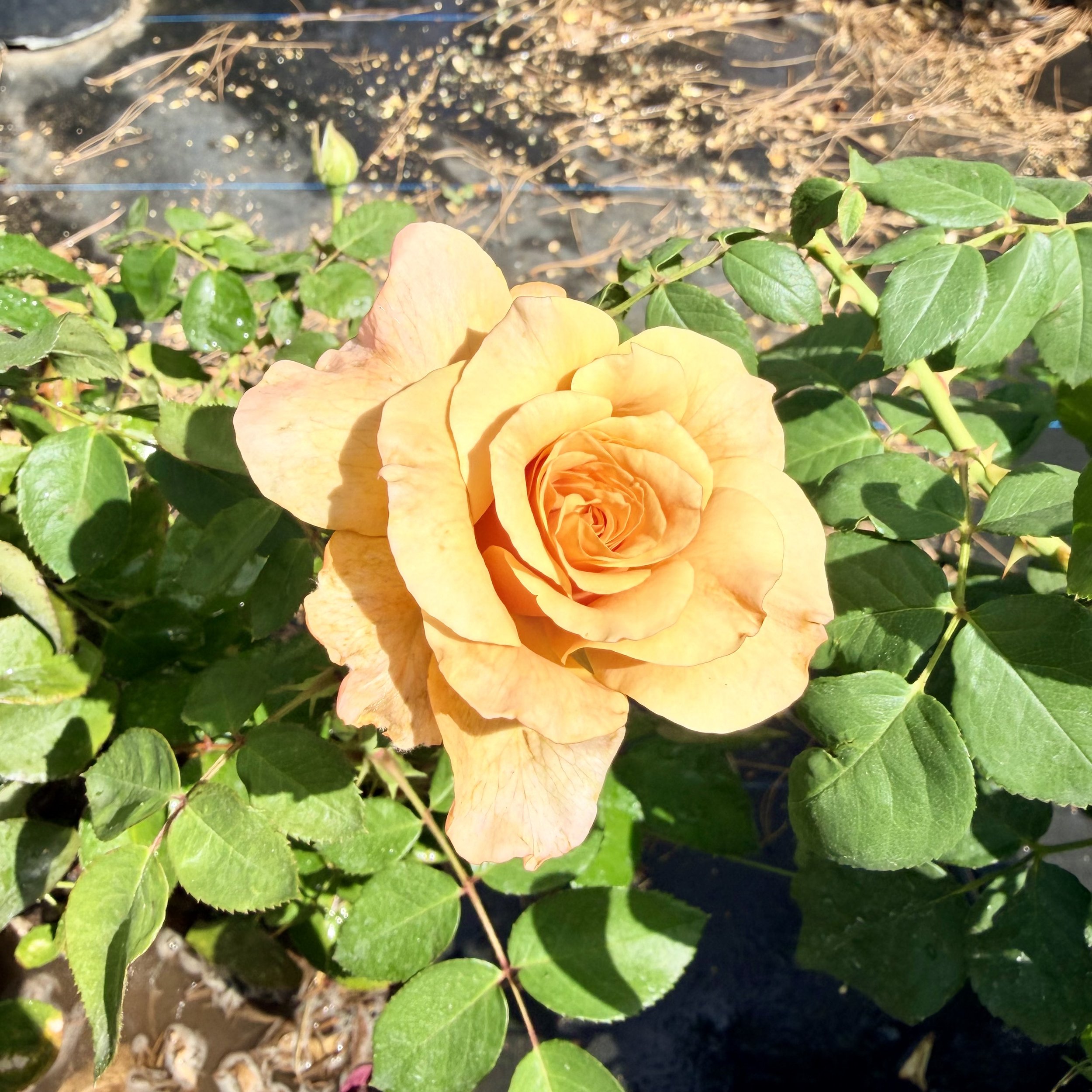 IMG_8652.jpeg