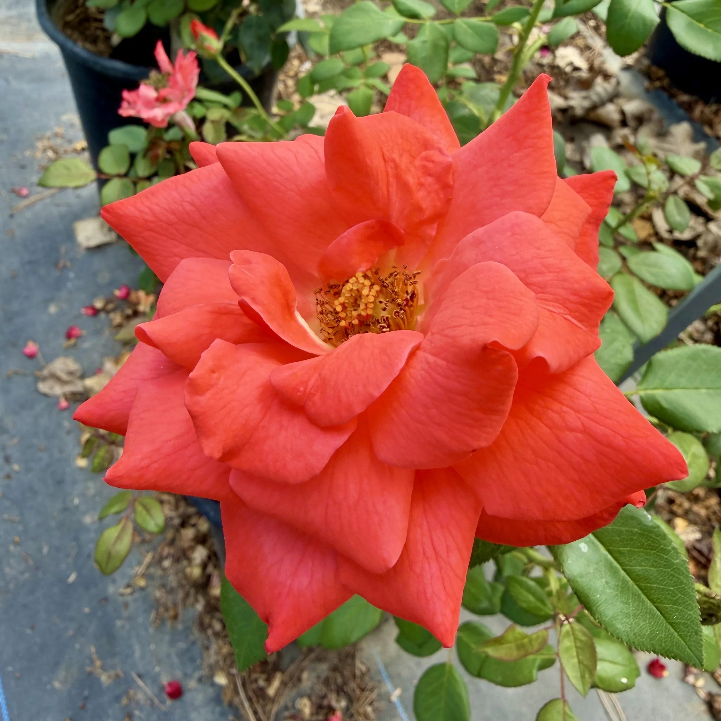 IMG_8194.jpeg