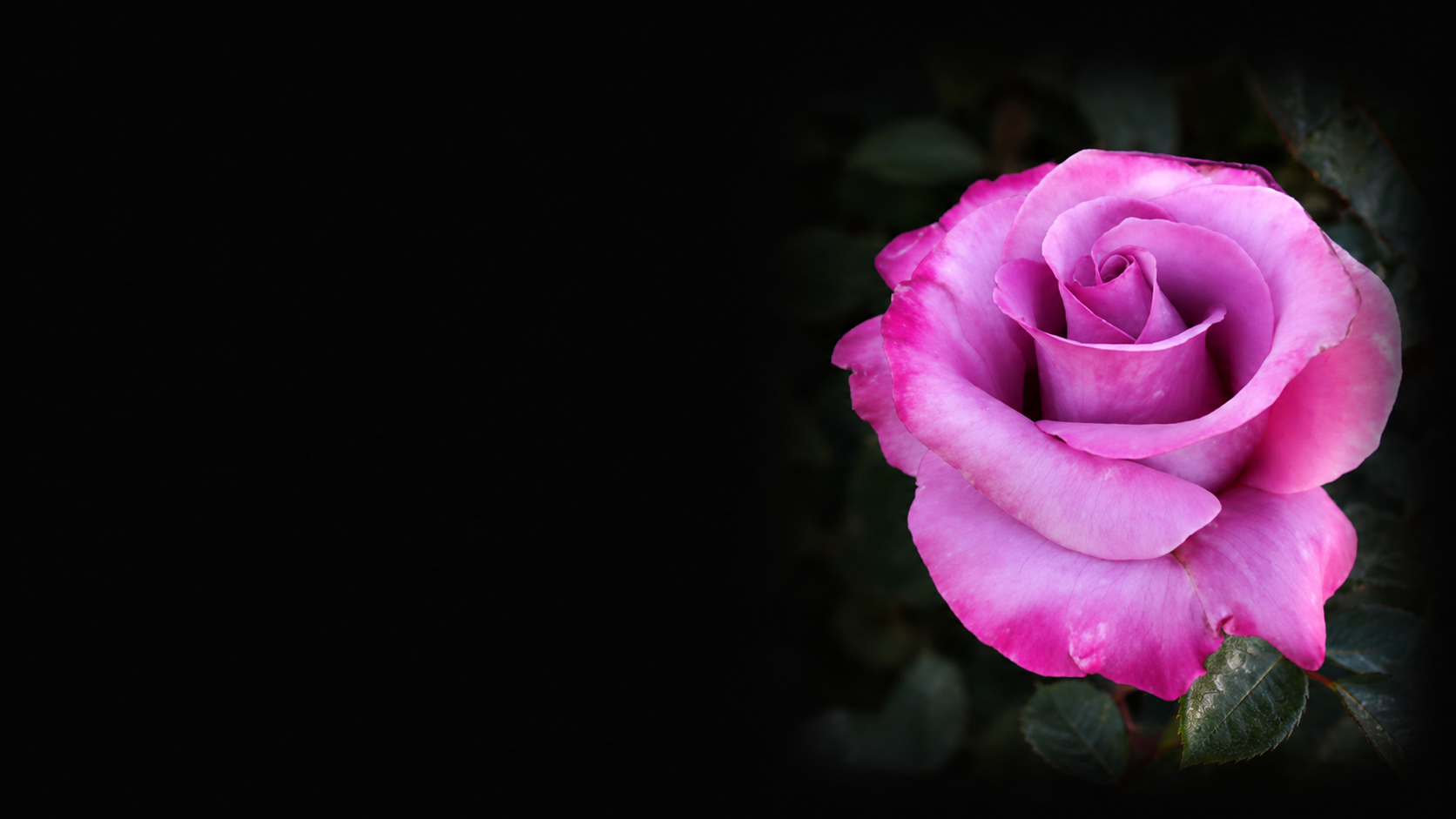 Close-up of a pink and purple rose with dark green leaves against a black background.