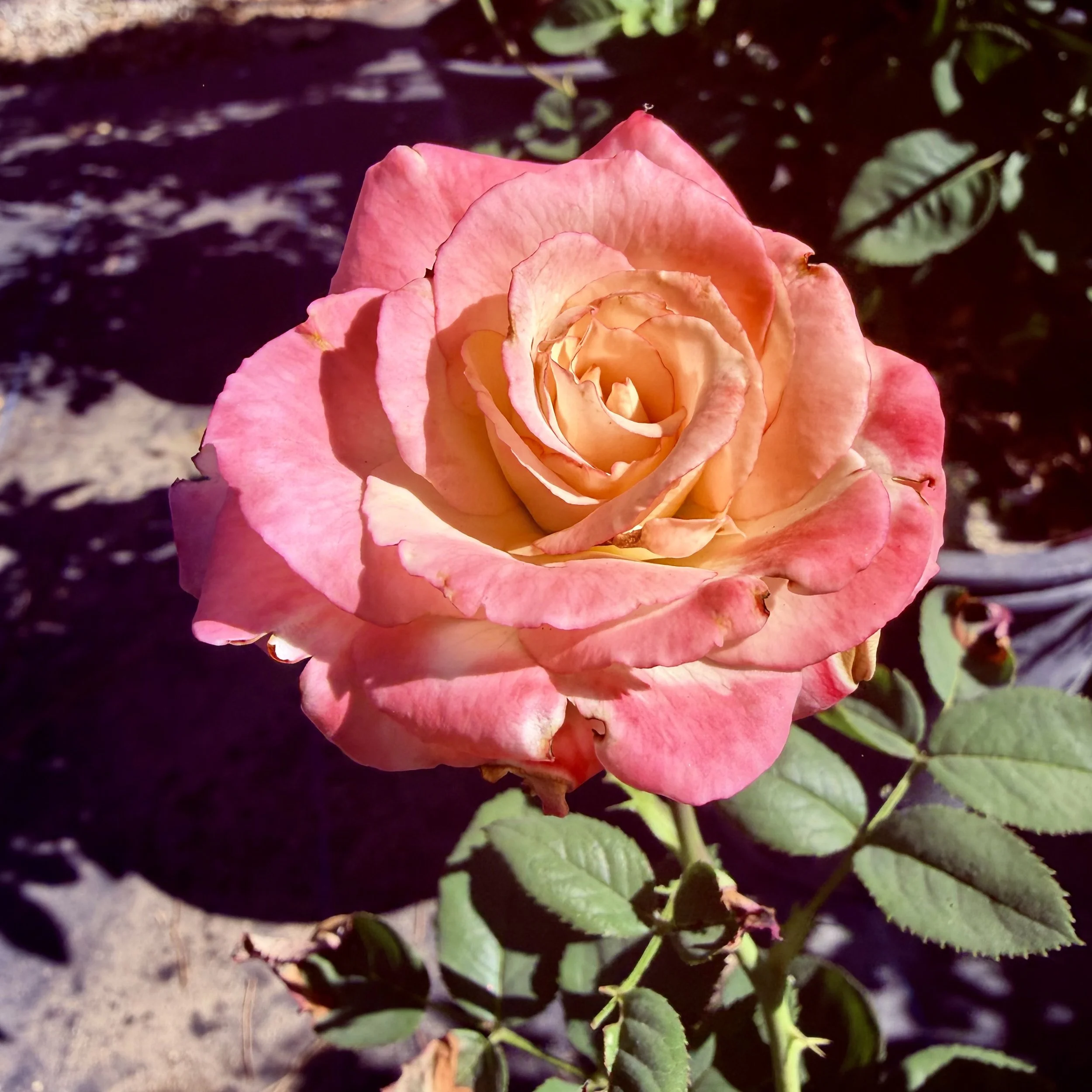 A close-up of a pink and peach-colored rose in full bloom, growing in a garden with green leaves and dark soil visible in the background.