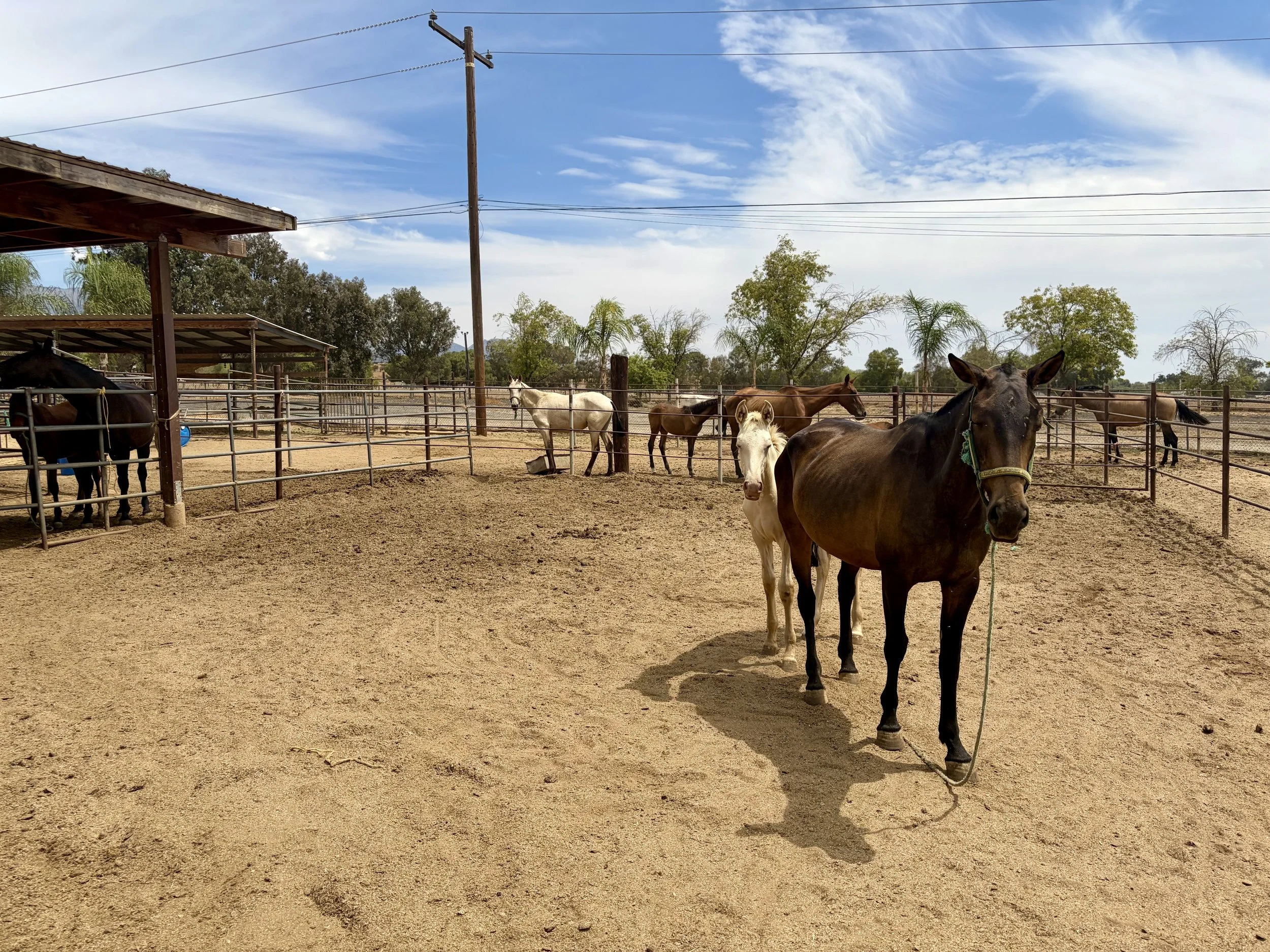 Several horses are in a fenced outdoor paddock with sandy ground, under a partly cloudy sky. Some horses are near a shelter, and others are scattered around the area.
