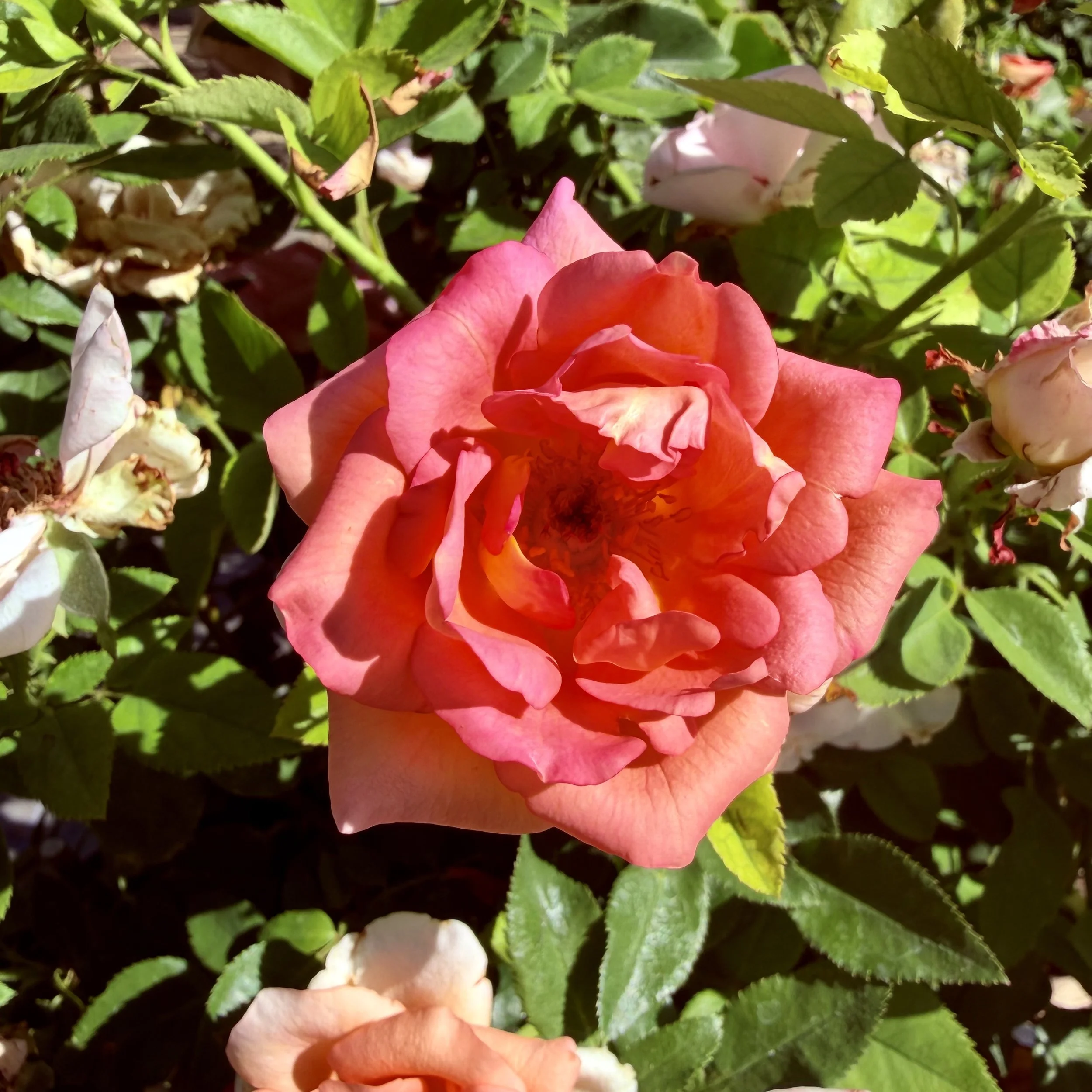 IMG_8100.jpeg