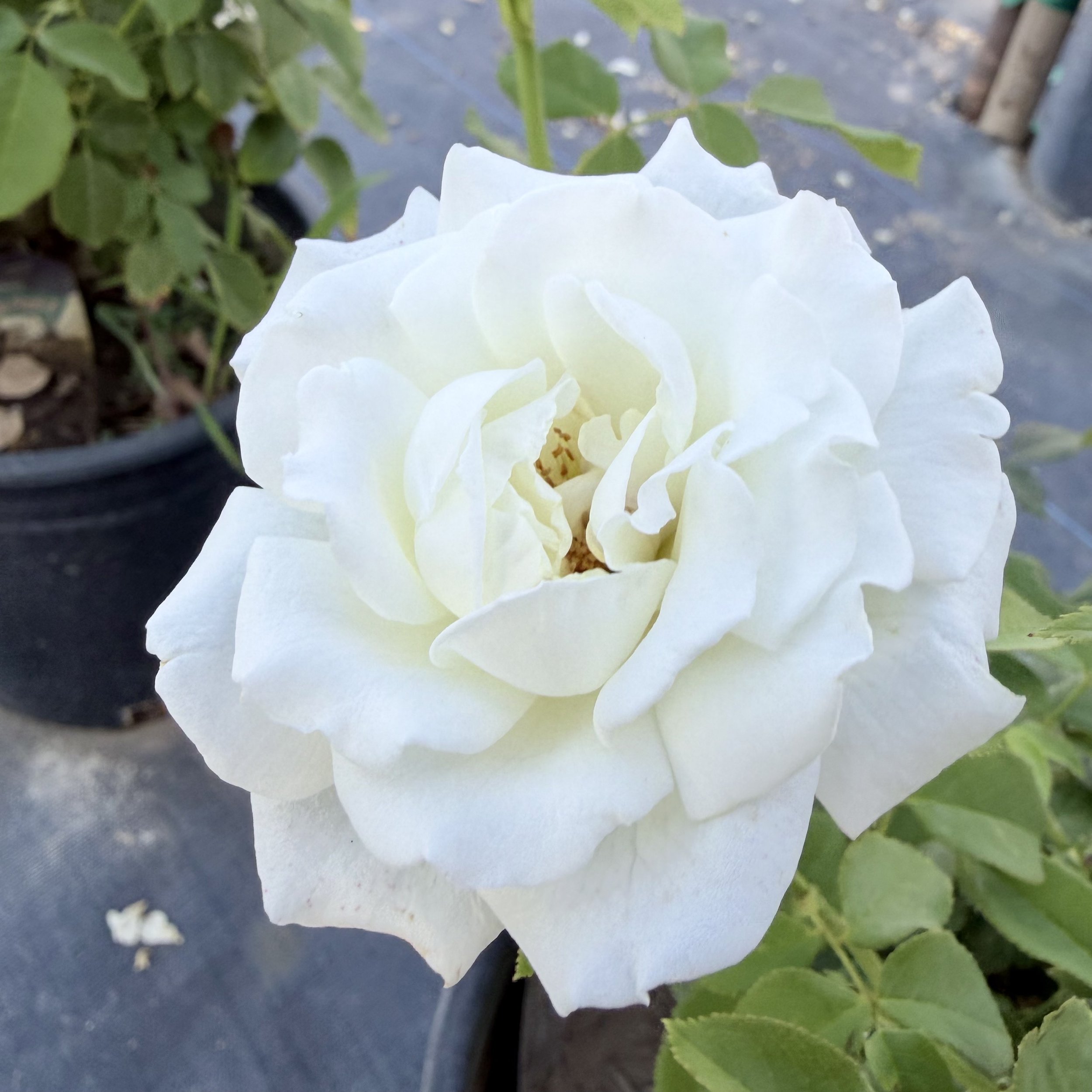 Close-up of a white rose in bloom with green leaves in the background.