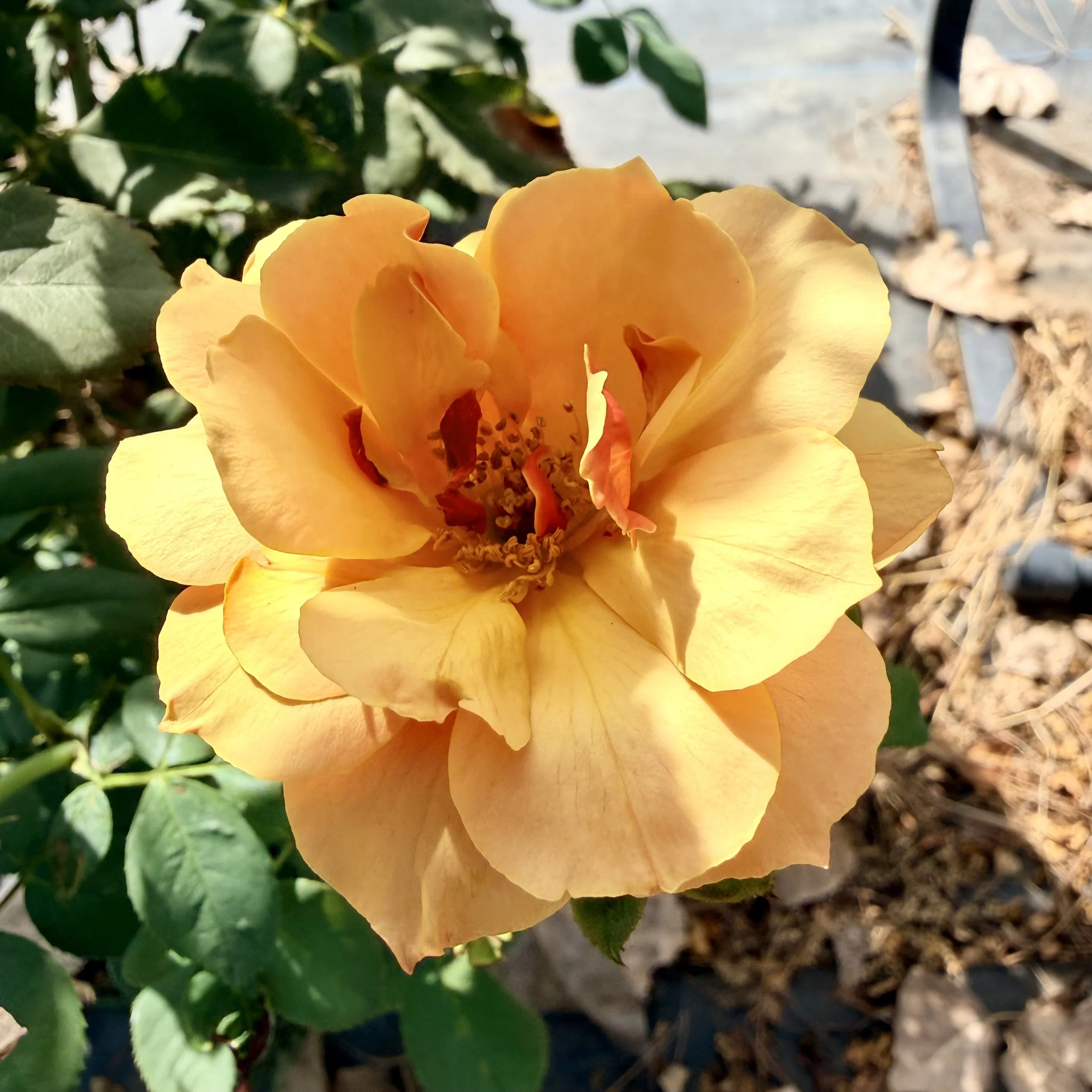 Close-up of a yellow rose with green leaves and stems in the background, with some sunlight and shadows.