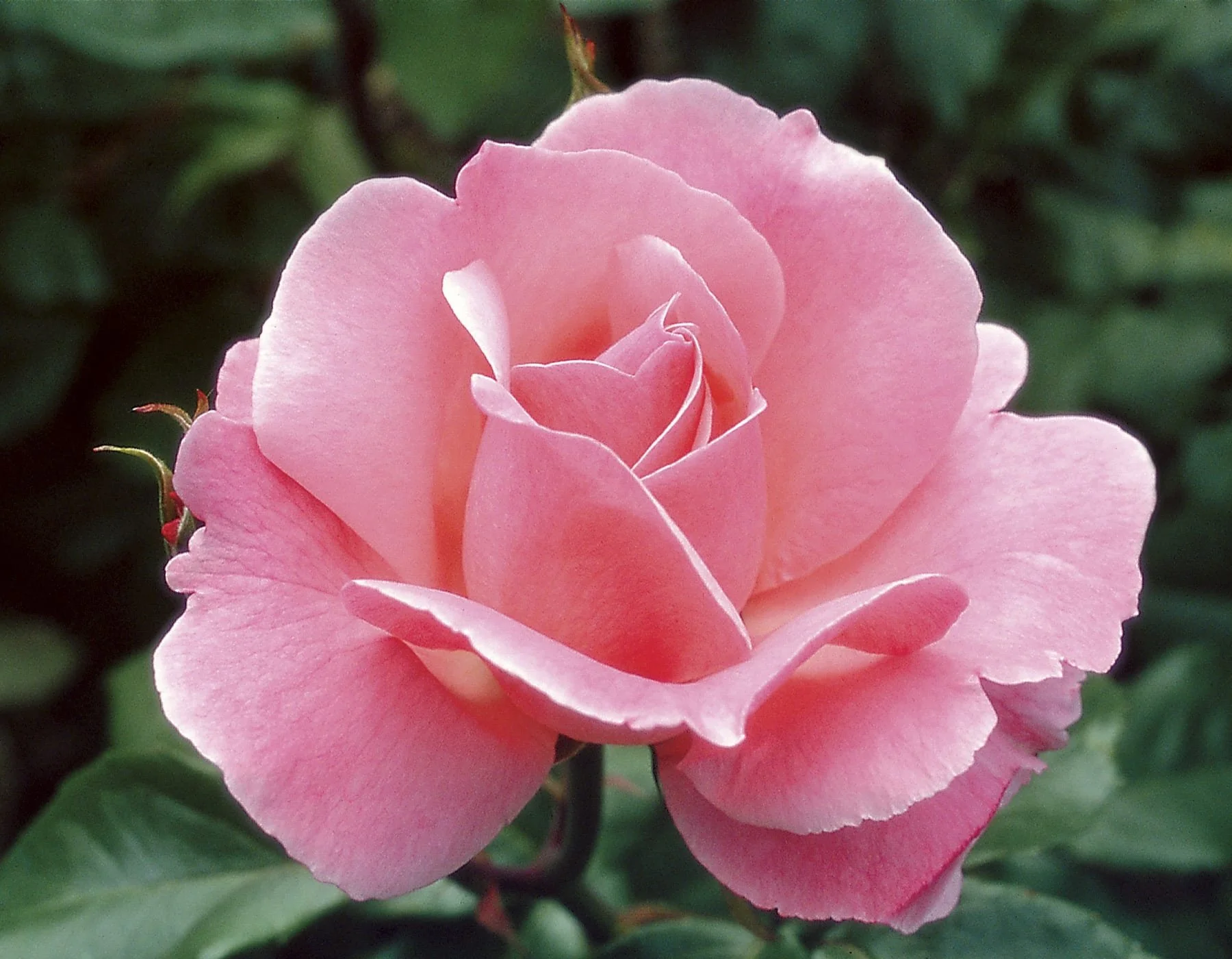 Queen Elizabeth