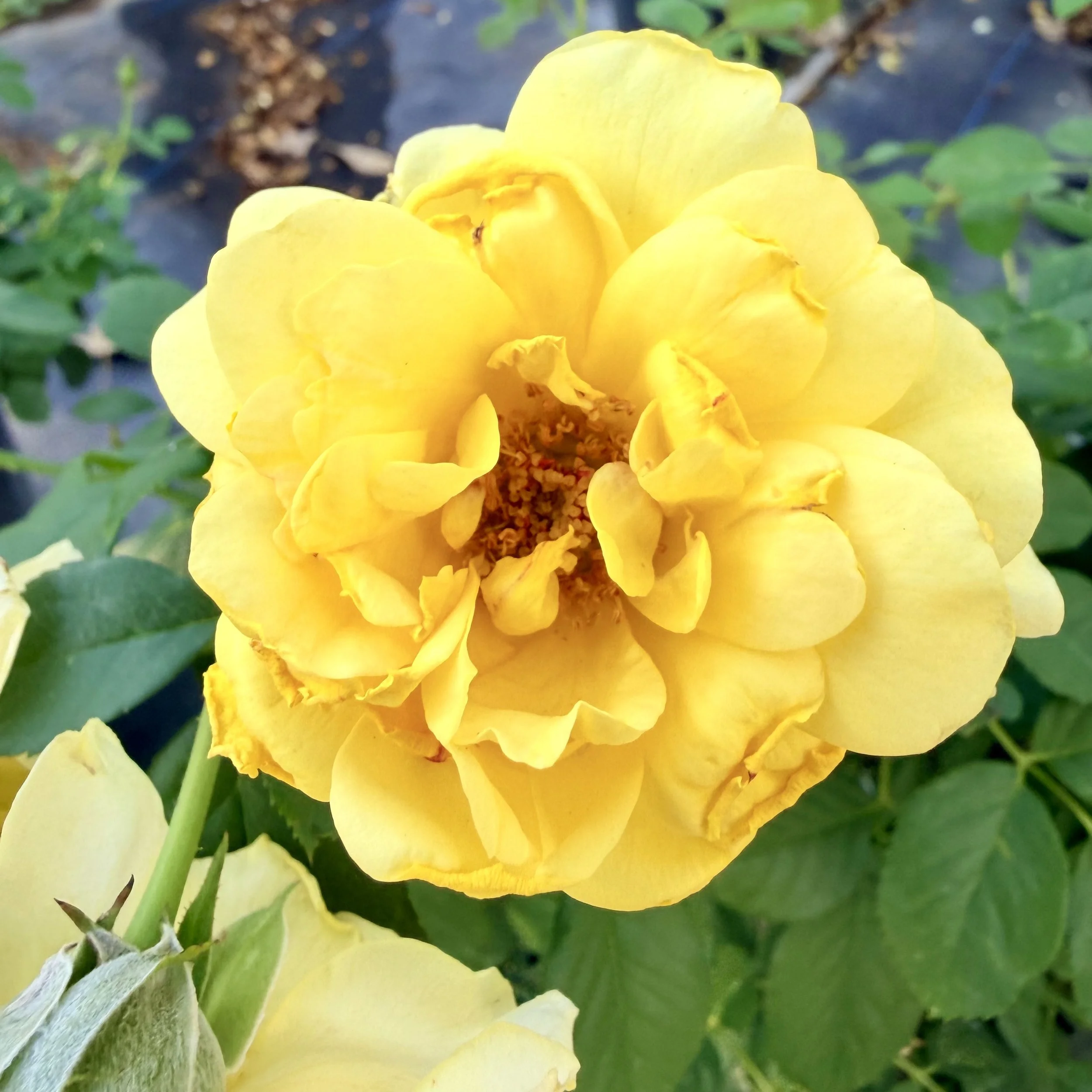 Close-up photo of a bright yellow flower with soft, layered petals and a central cluster of pollen, surrounded by green leaves.
