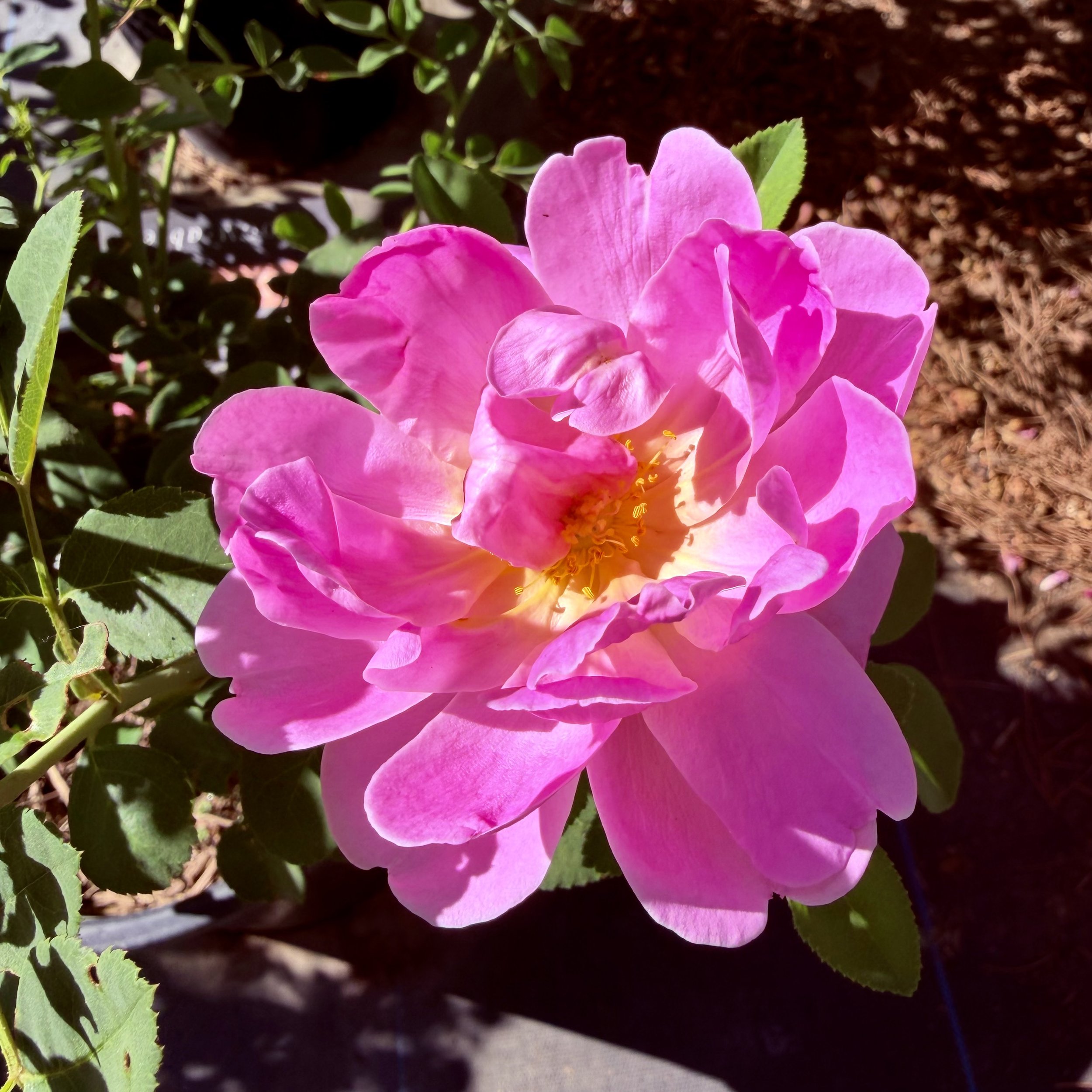 A close-up of a pink flower with multiple petals, surrounded by green leaves and dark soil.