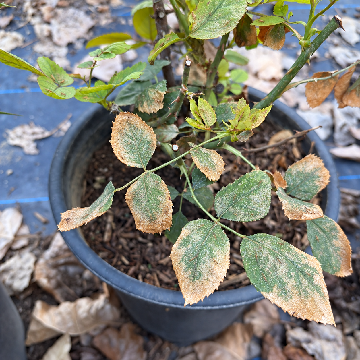 A potted plant with green and brown, leafed foliage showing signs of distress or disease, evidenced by leaf discoloration and edges. The plant is in a black plastic pot on a ground surface covered with dried leaves.