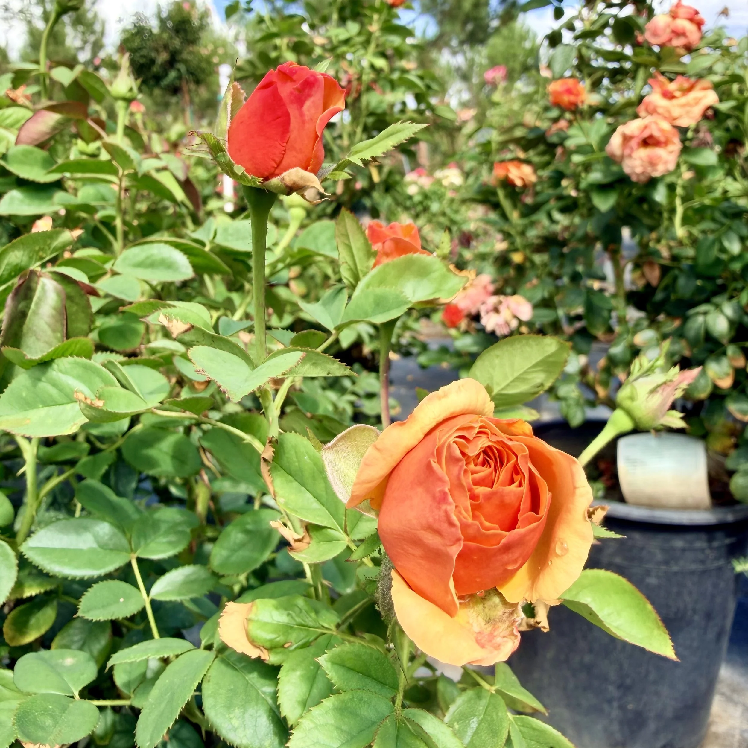 A vibrant orange rosebud in a garden with green leaves and other flowers in the background.