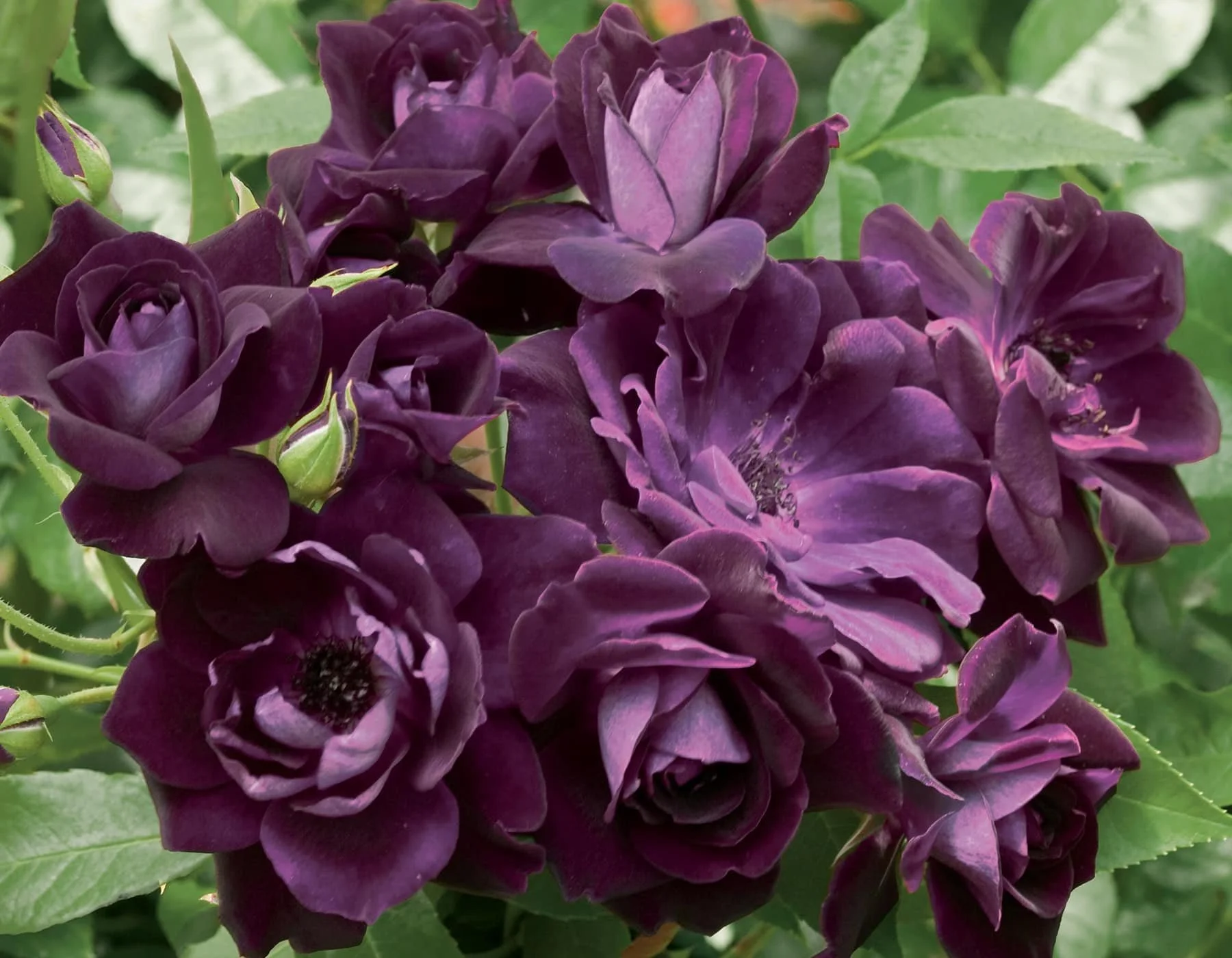 Burgundy Iceberg