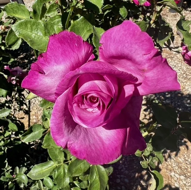 A pink rose blooming with partially open petals, surrounded by green leaves.
