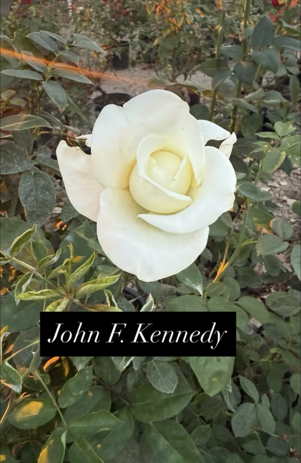 A white rose flower blooming among green leaves with a black text box at the bottom that has the name 'John F. Kennedy' written in white cursive font.