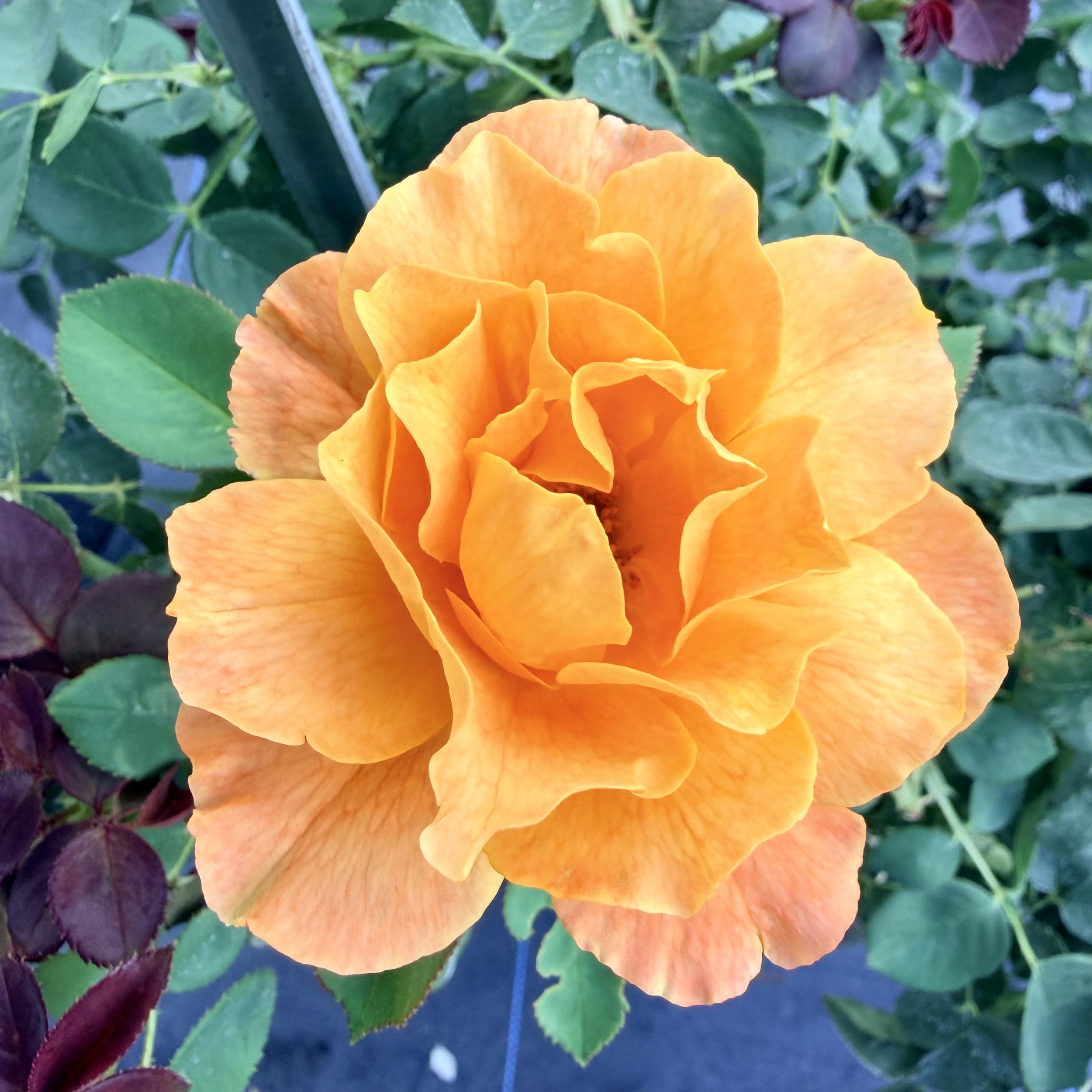 A vibrant orange garden rose in full bloom, surrounded by green leaves and some purple-tinted foliage.