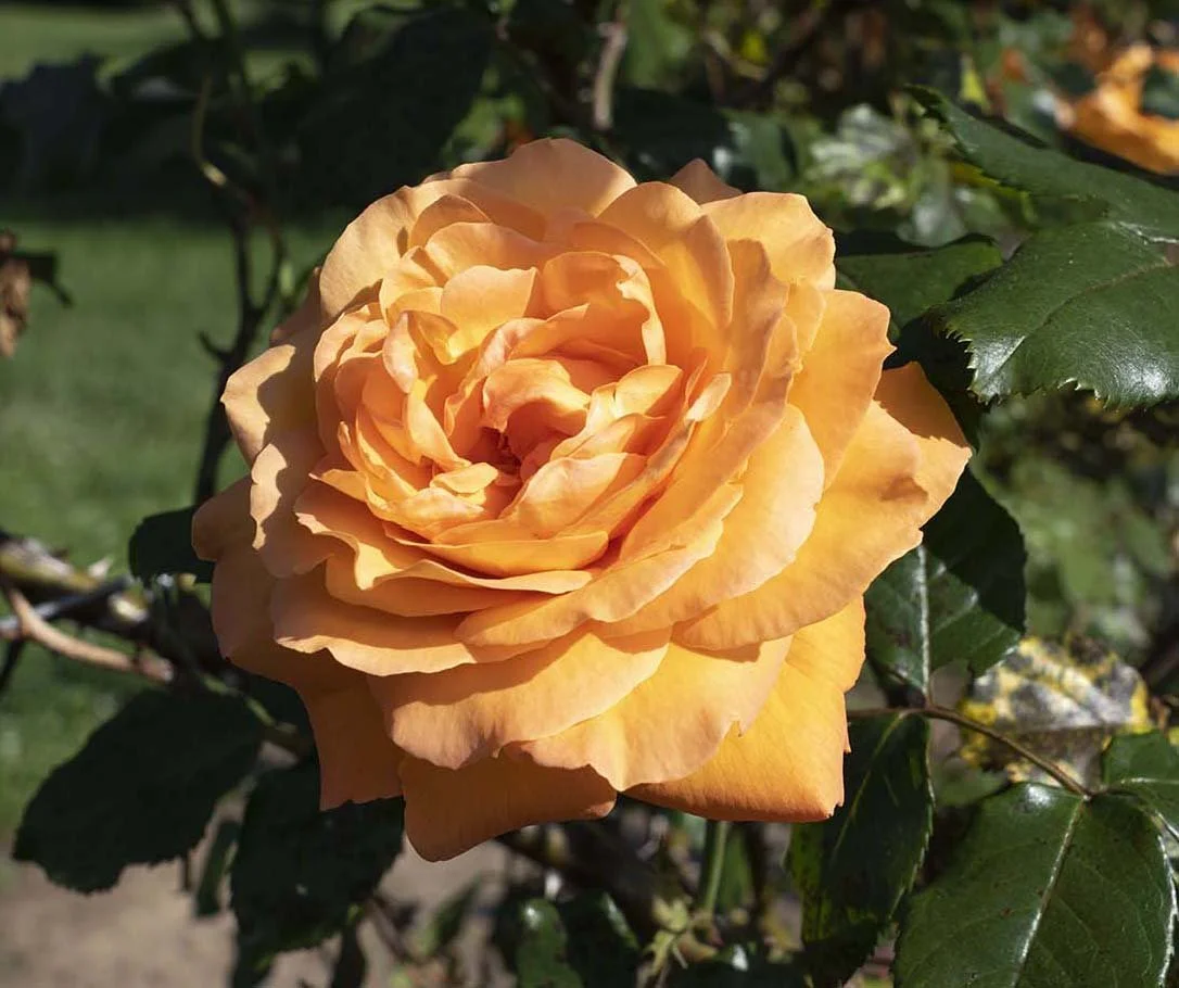 Arborose® Tangerine Skies™