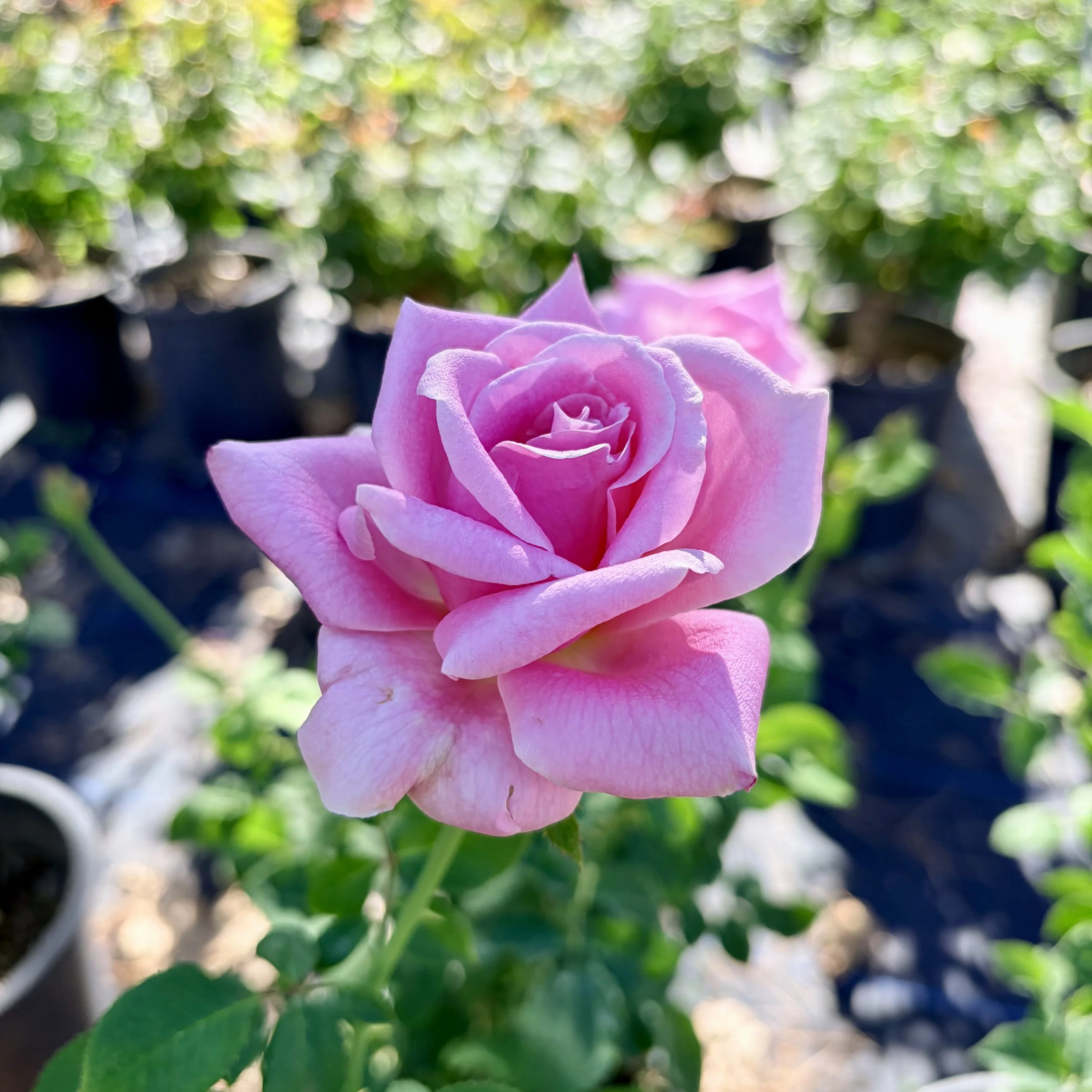 Close-up of a pink roses flower with green leaves in the background, with garden pots in the blurred background.