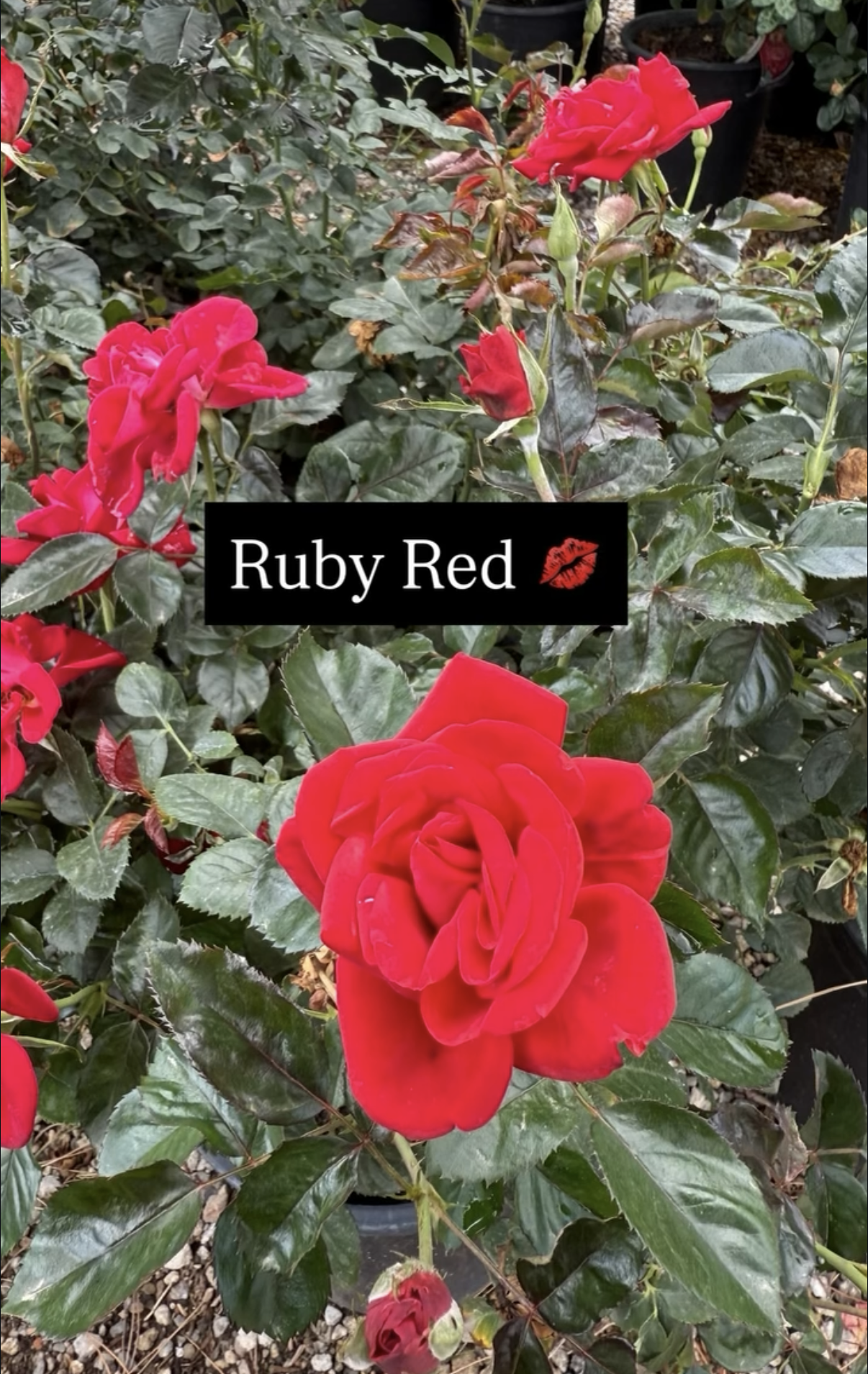 Close-up of vibrant red roses on a bush with glossy green leaves, some partially opened and some in bud, in a nursery or garden setting.