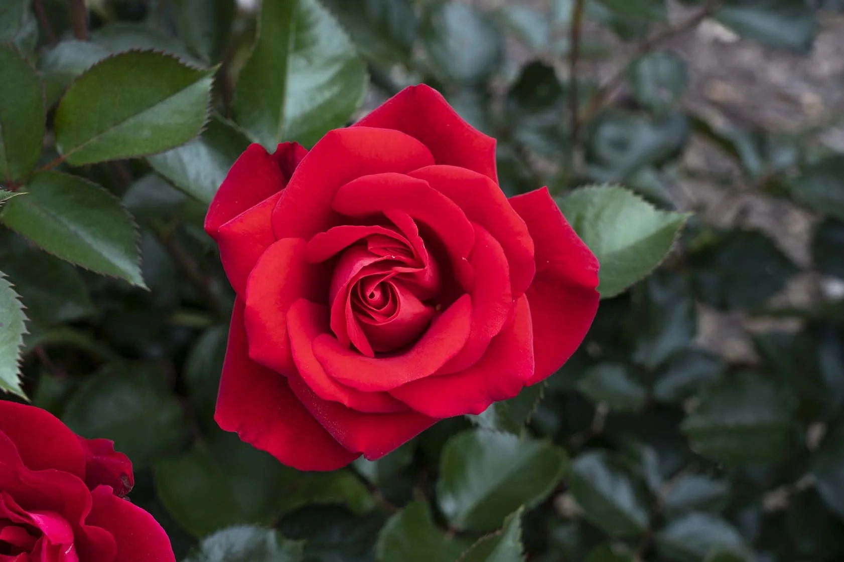 Ruby Red™