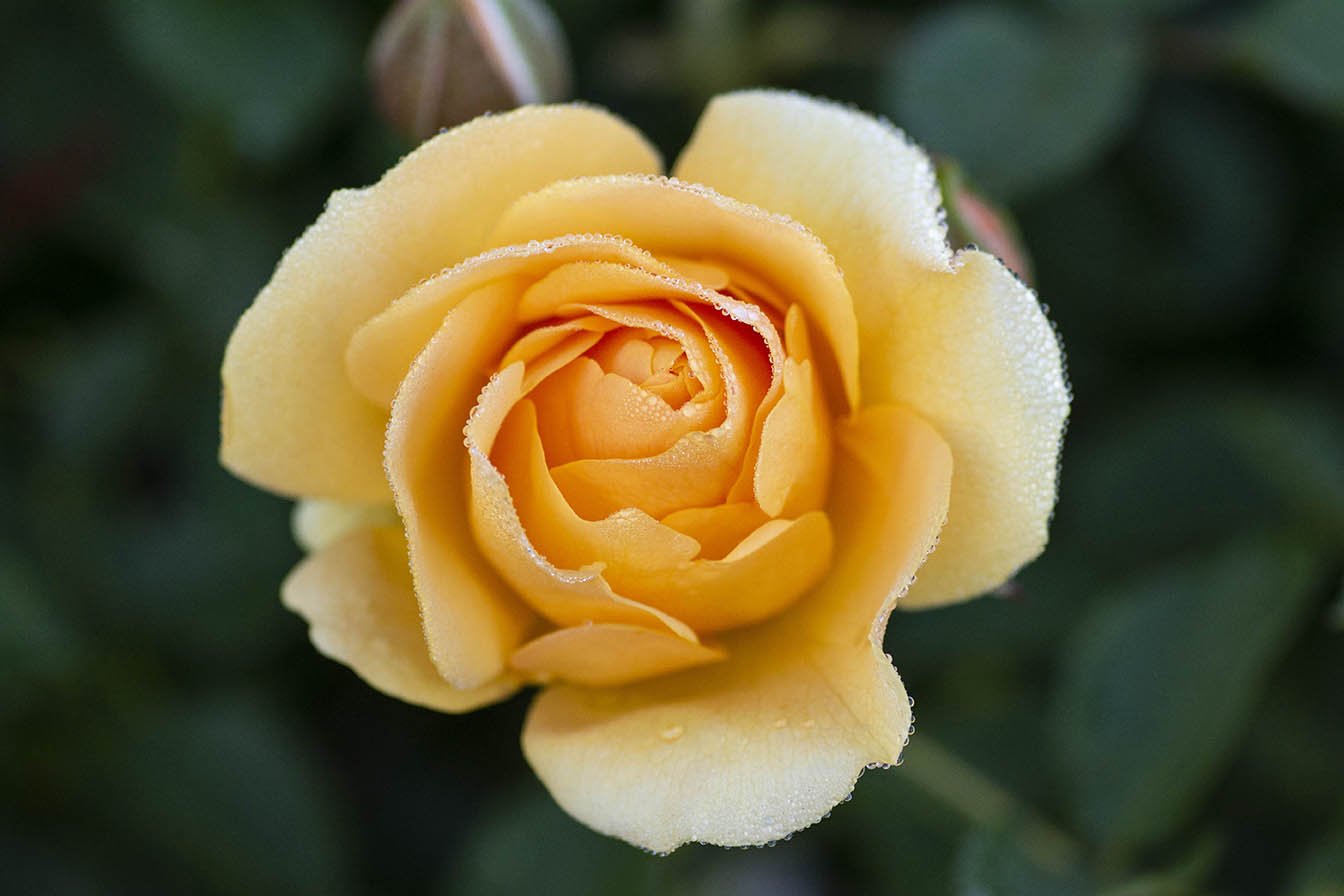 Close-up of a yellow rose covered with morning dew, with blurred green leaves in the background.