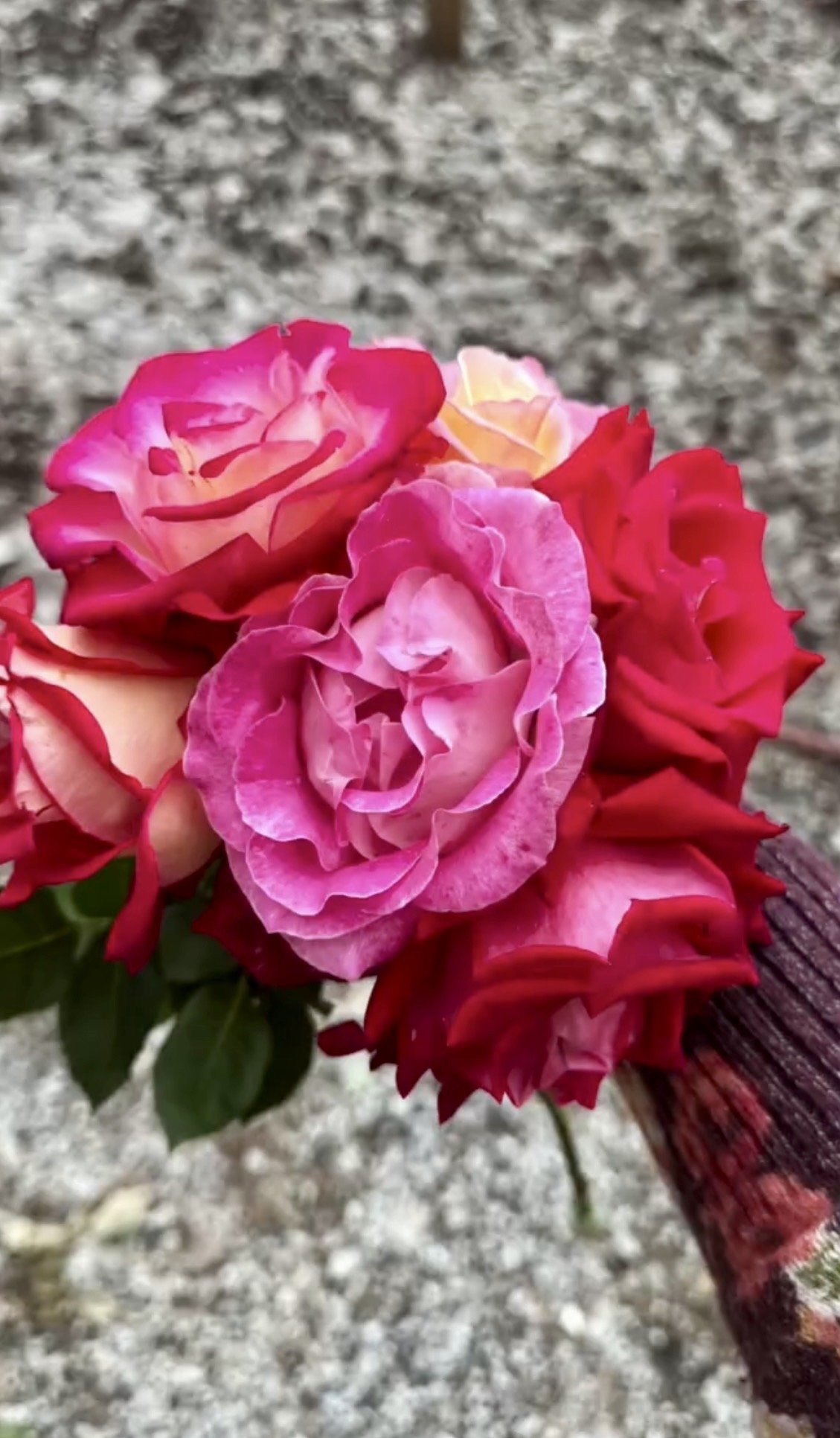 Close-up of a bouquet of pink and red roses held by a person with a fabric-covered arm, against a gray gravel background.