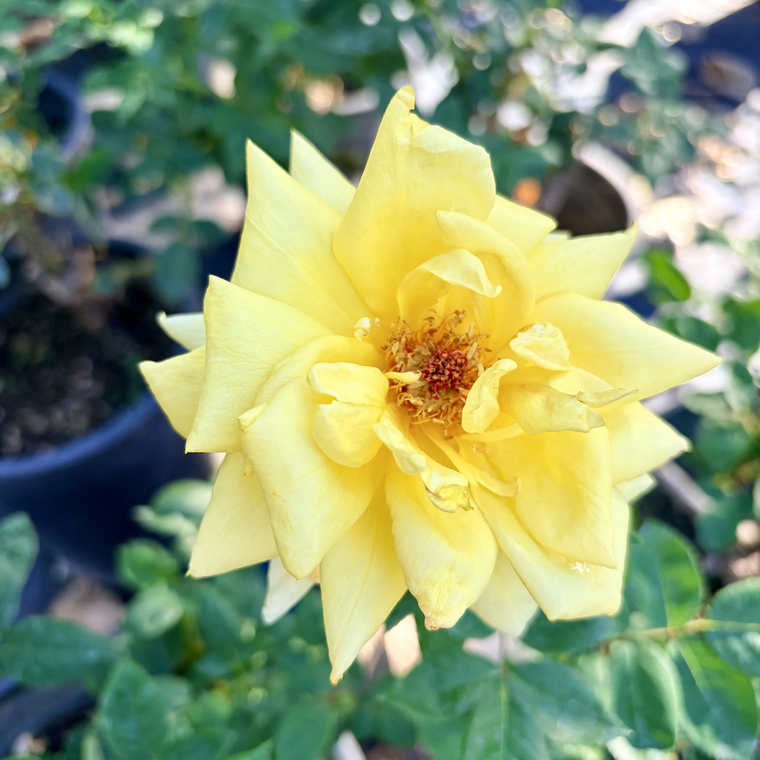Close-up of a yellow flower with blurred green foliage in the background.