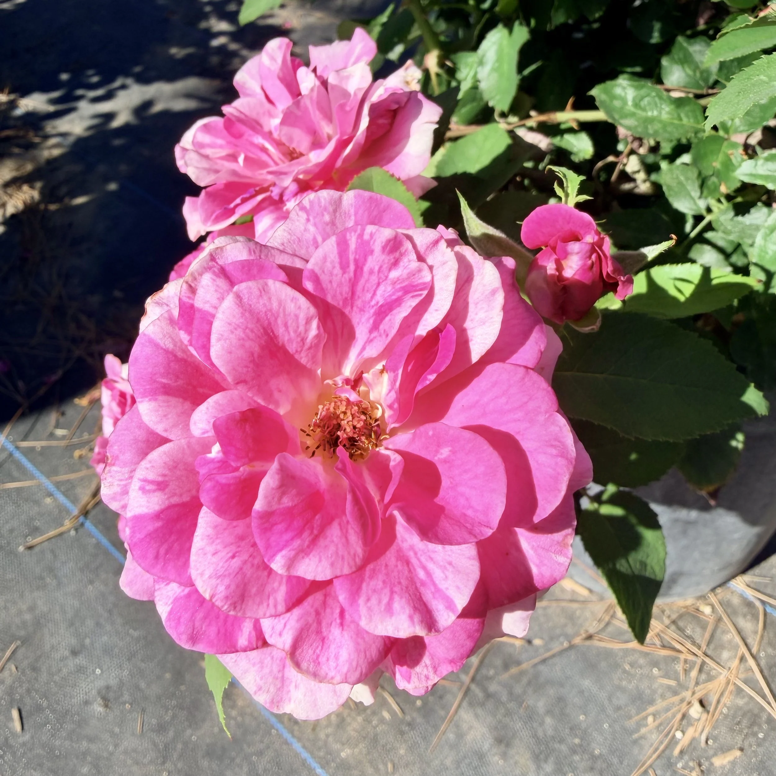 Pink hydrangea flower in bloom with green leaves surrounding it, set against a background of dark soil and garden fabric.