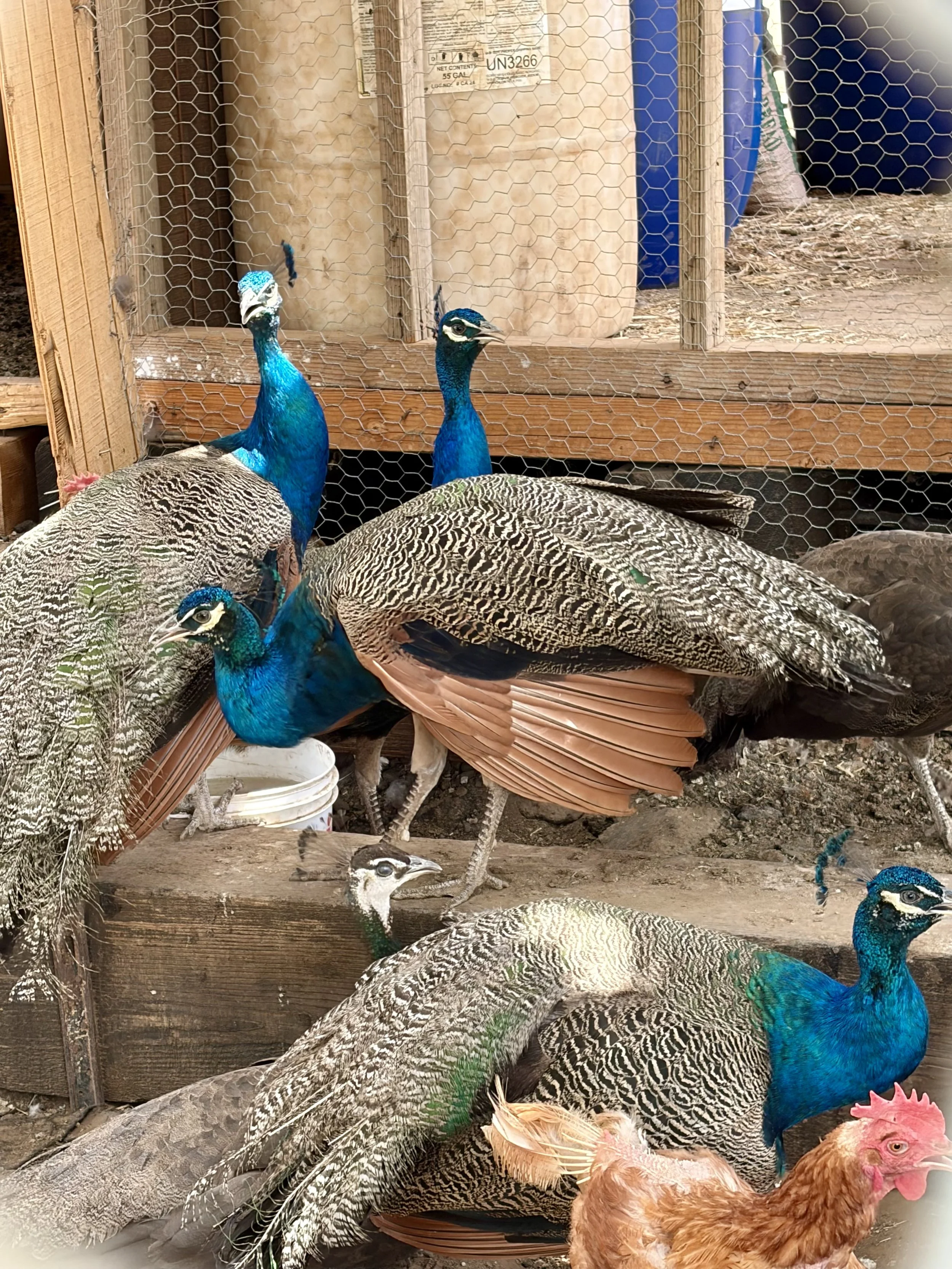 Multiple peacocks and chickens inside a wooden and wire enclosure, with a background of large containers and wooden beams.