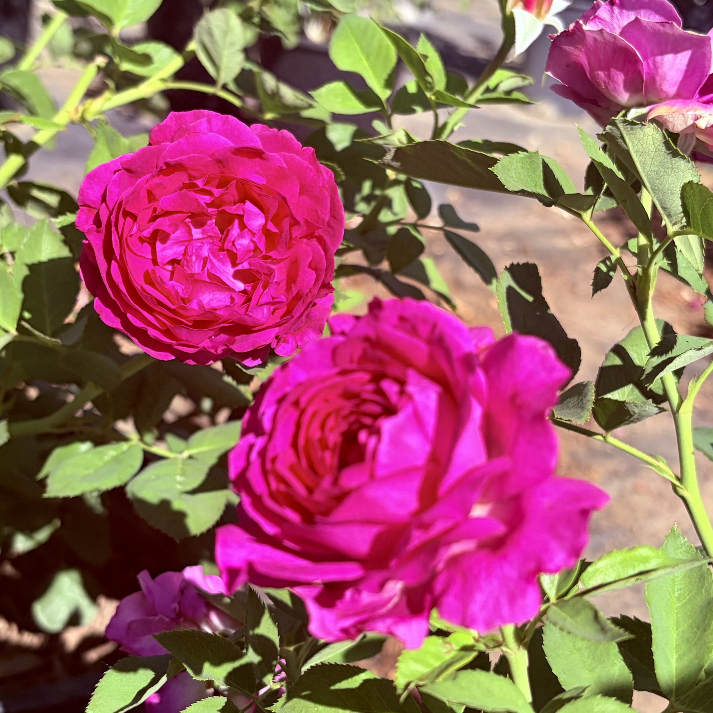 IMG_8097.jpeg