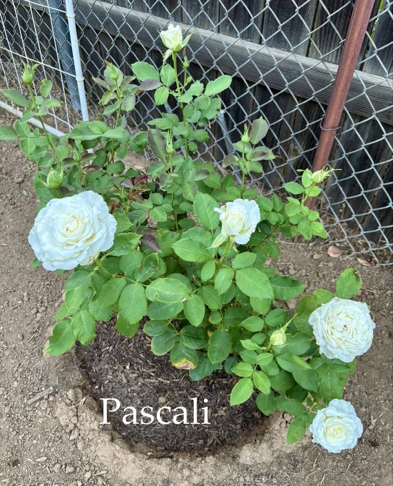 A potted white rose plant with several blooms and buds, planted in soil next to a chain-link fence.