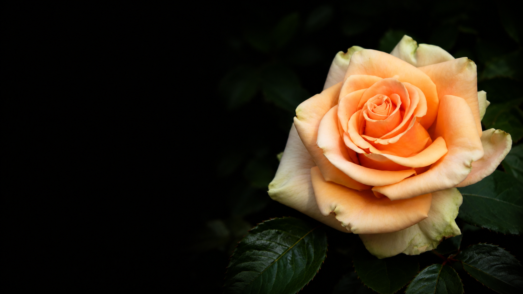 A peach-colored rose in full bloom against a dark background, surrounded by dark green leaves.
