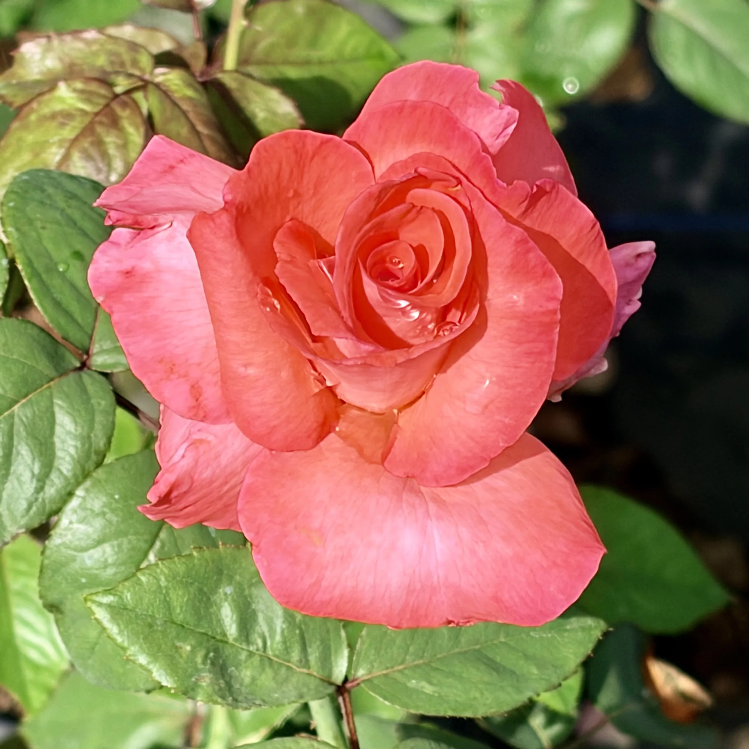 IMG_8584.jpeg