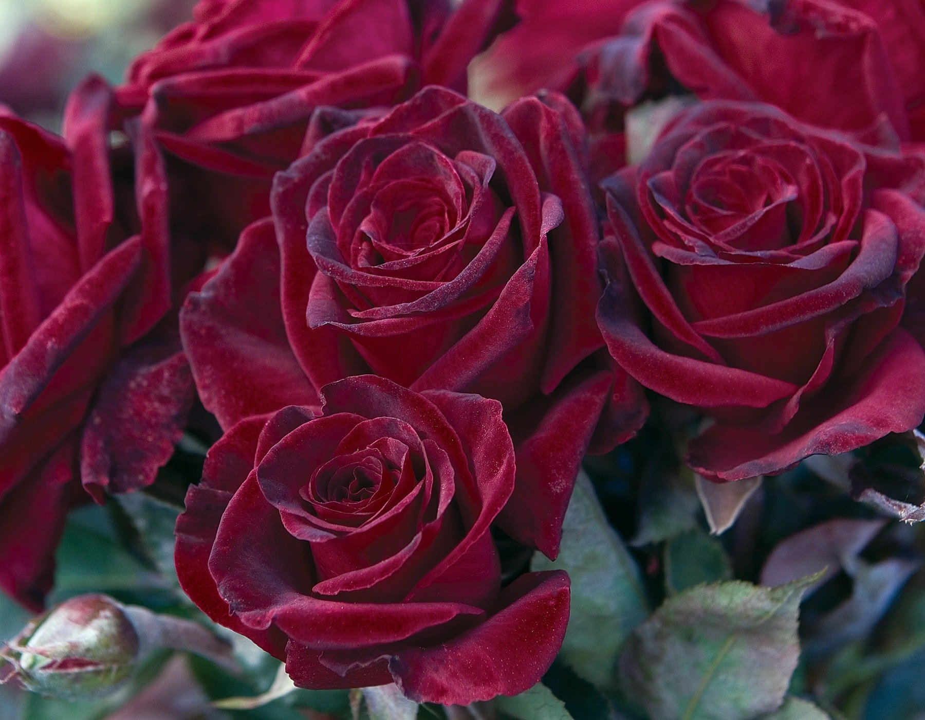 Black Baccara®