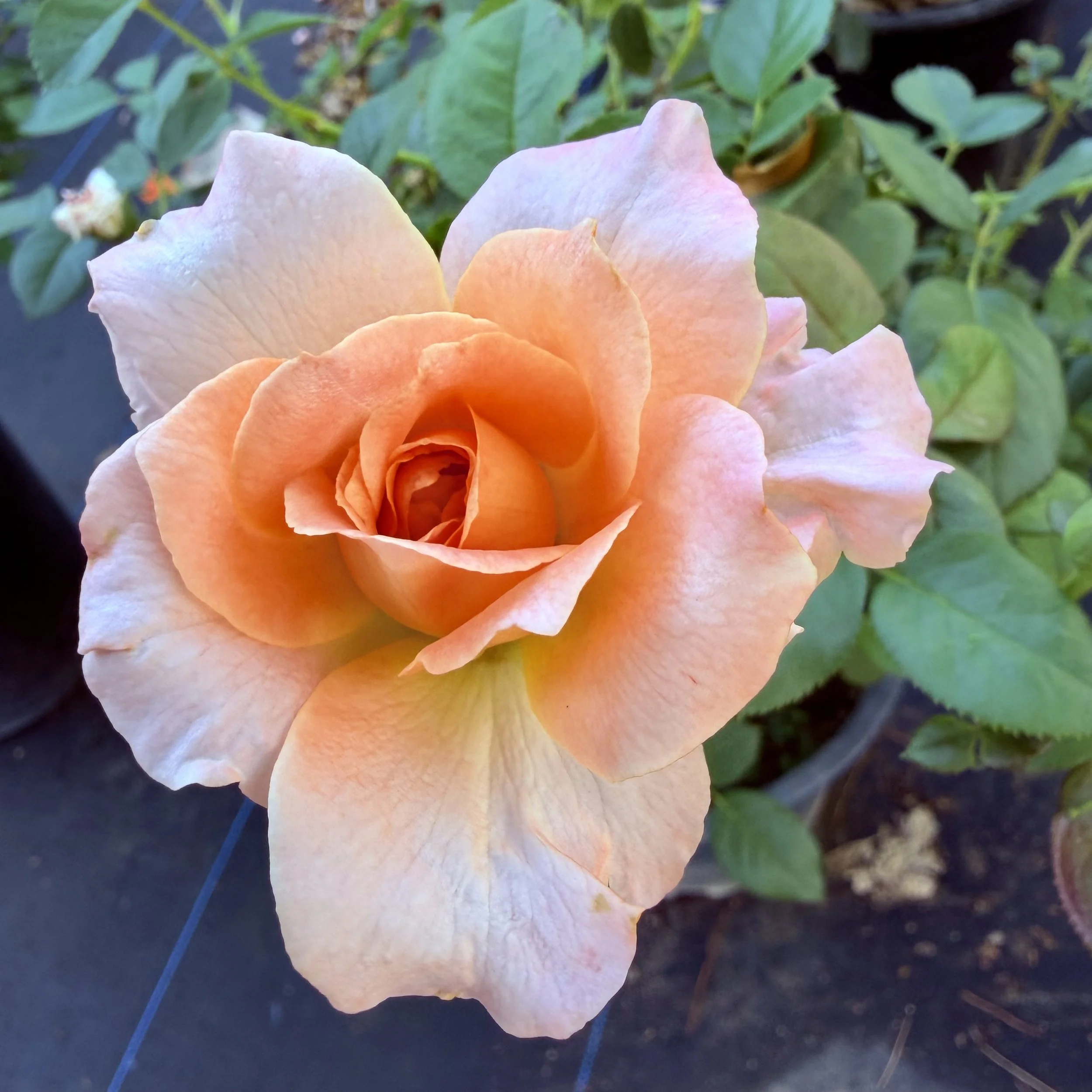 IMG_8298.jpeg